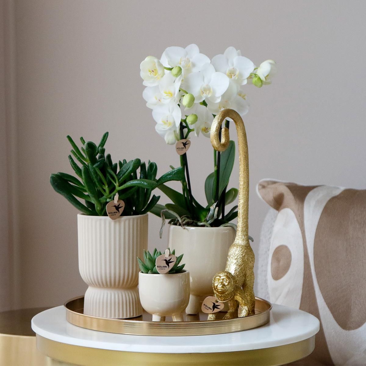 Phalaenopsis Orchidee mit Sukkulenten Luxury Living Set