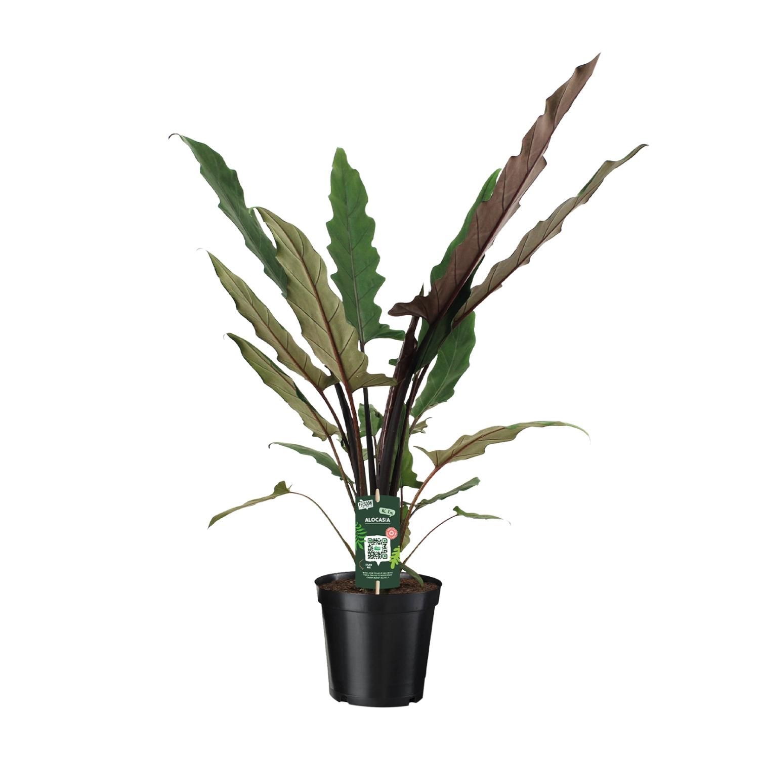 Alocasia Lauterbachiana - Exotische Zimmerpflanze