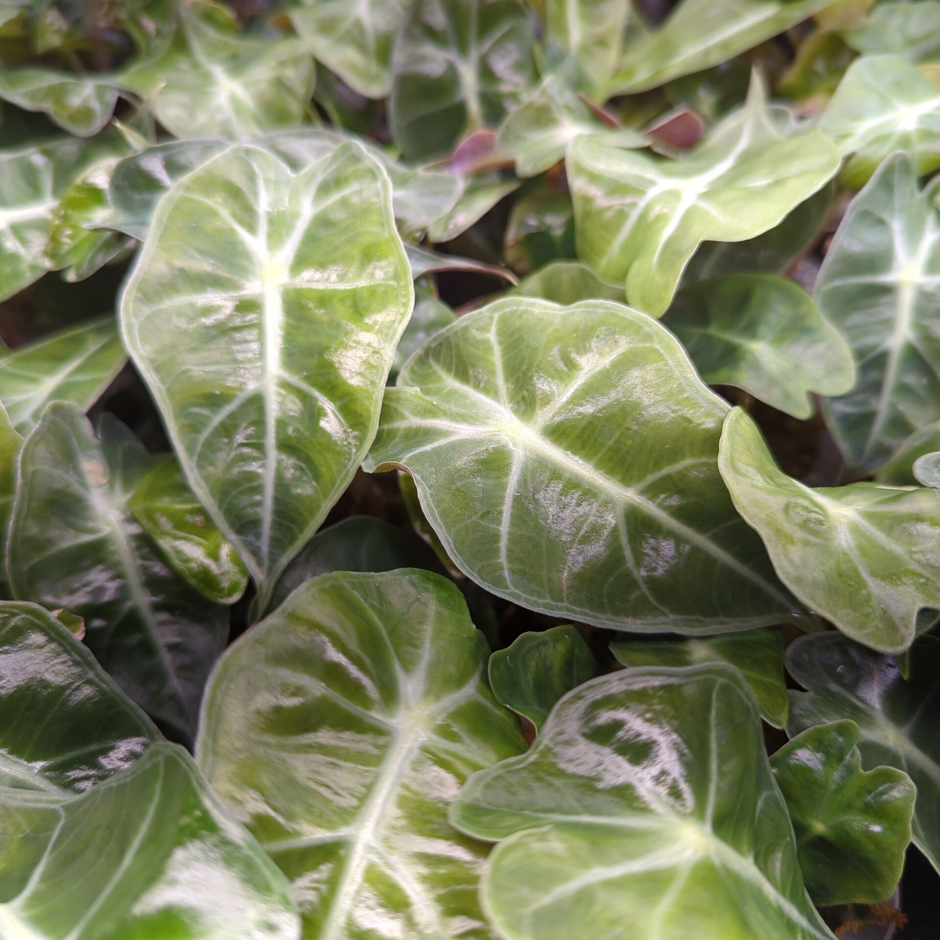 Alocasia sanderiana Dwarf Amazonica + selbstbewässernder Übertopf