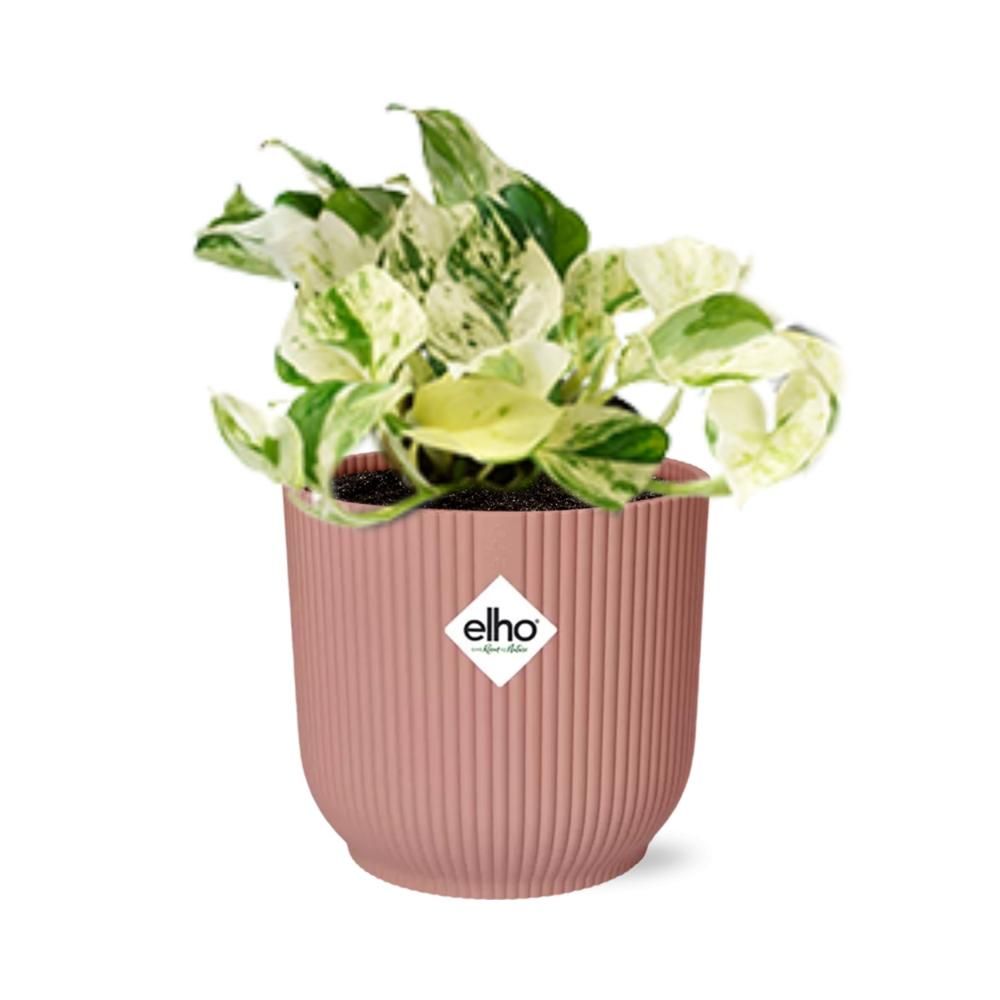 Epipremnum Pinnatum Happy Leaf Zimmerpflanze