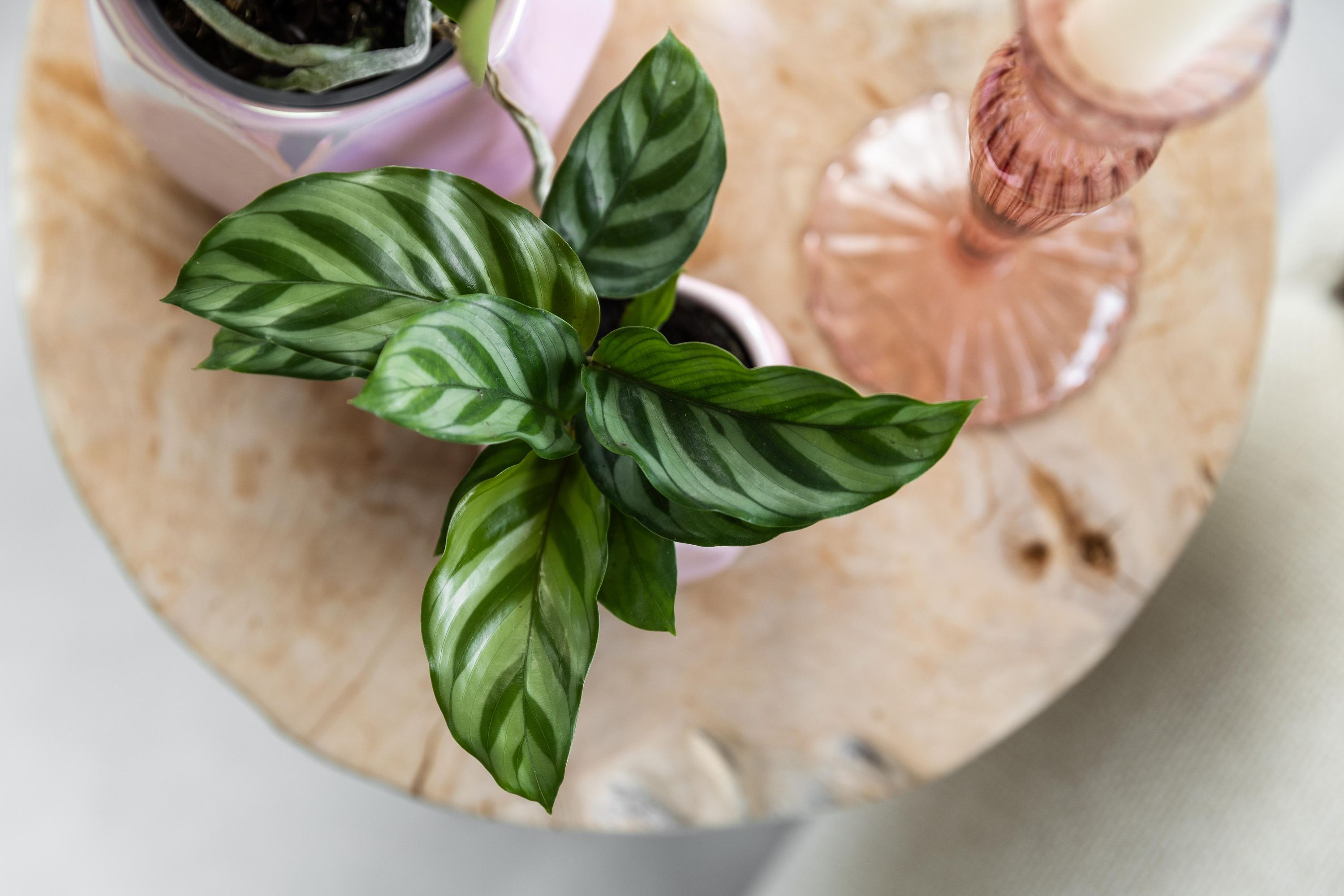 Calathea Zimmerpflanze mit dekorativen Blättern