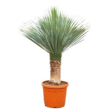 Yucca Rostrata – 140-160cm – Ø55