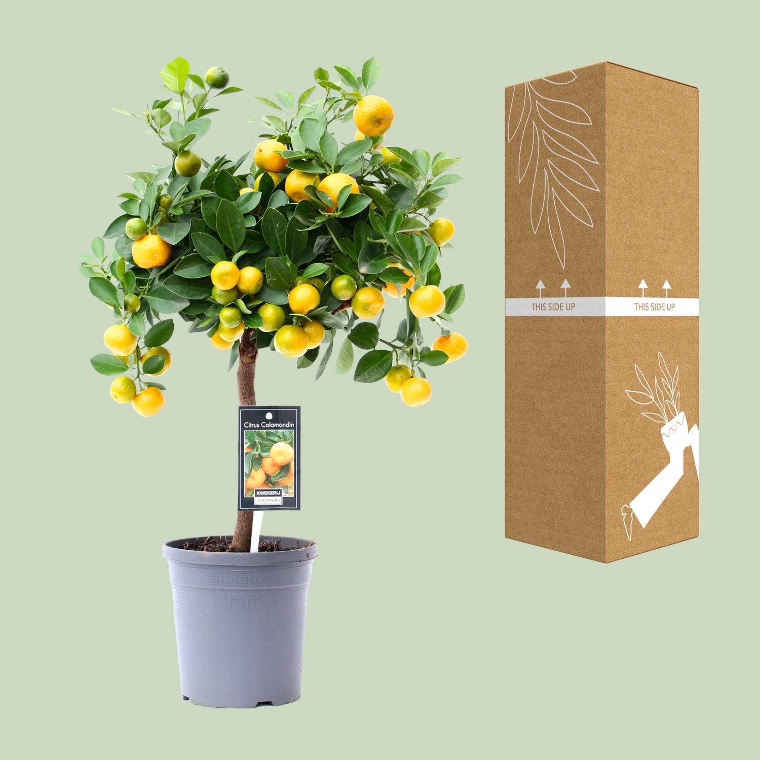 Citrus Calamondin Zitruspflanze