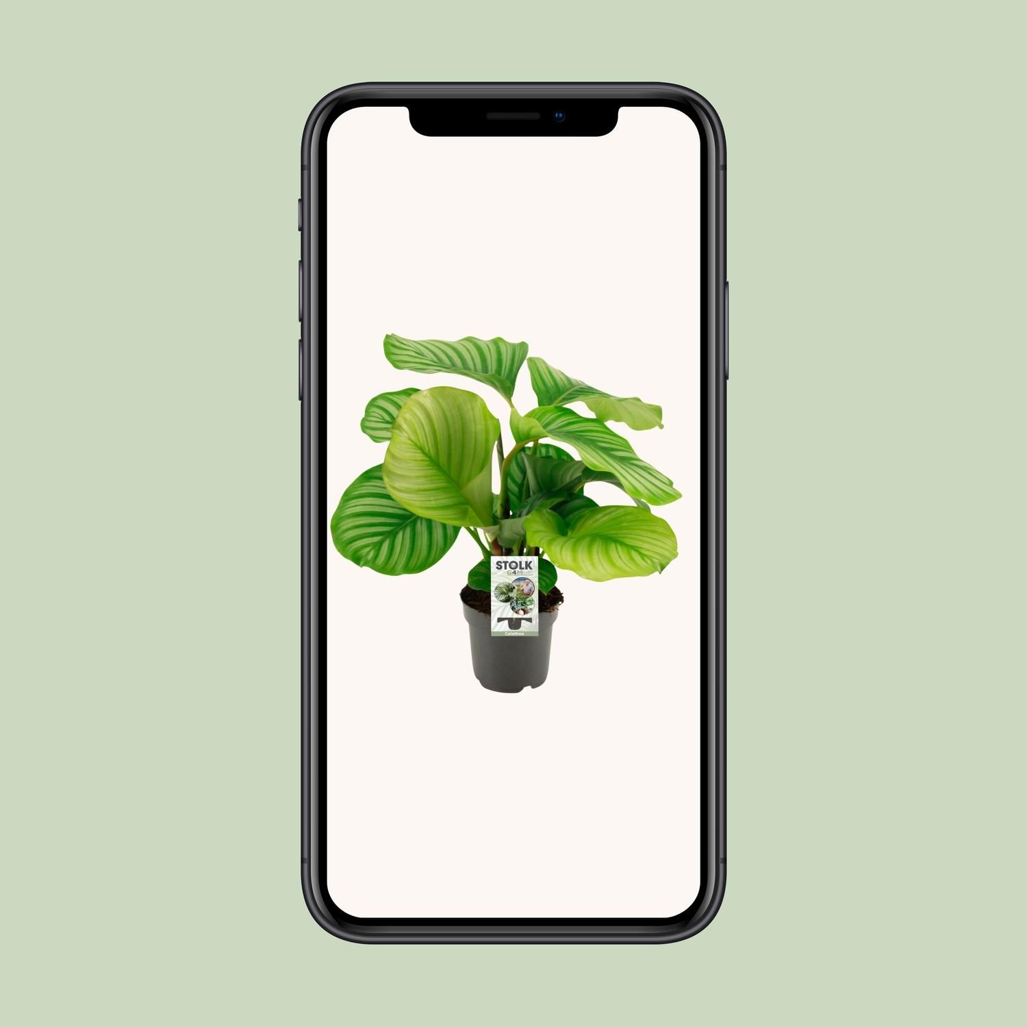 Calathea Orbifolia Zimmerpflanze mit prächtigen Blättern