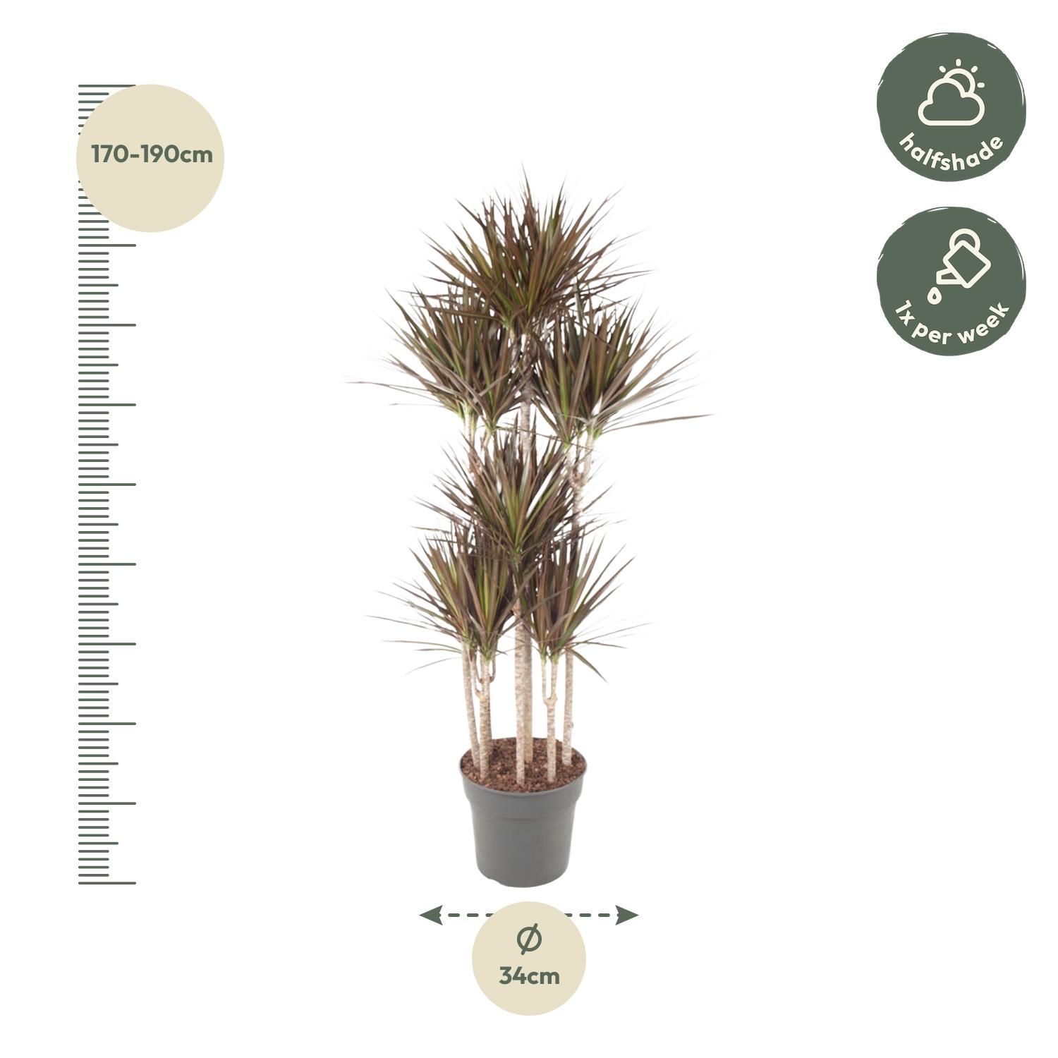 Dracaena Magenta Carrousel Zimmerpflanze