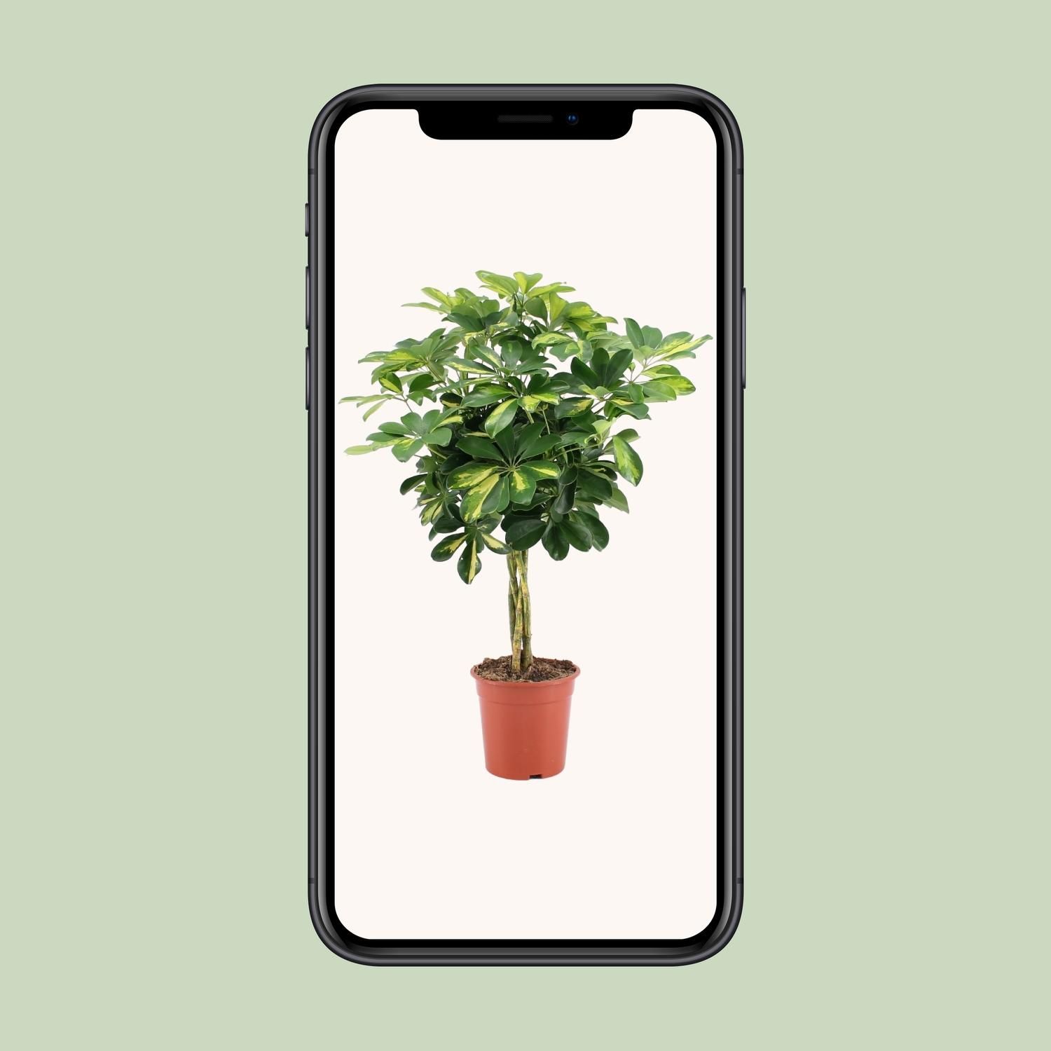 Schefflera Arboricola Gold Capella Zimmerpflanze