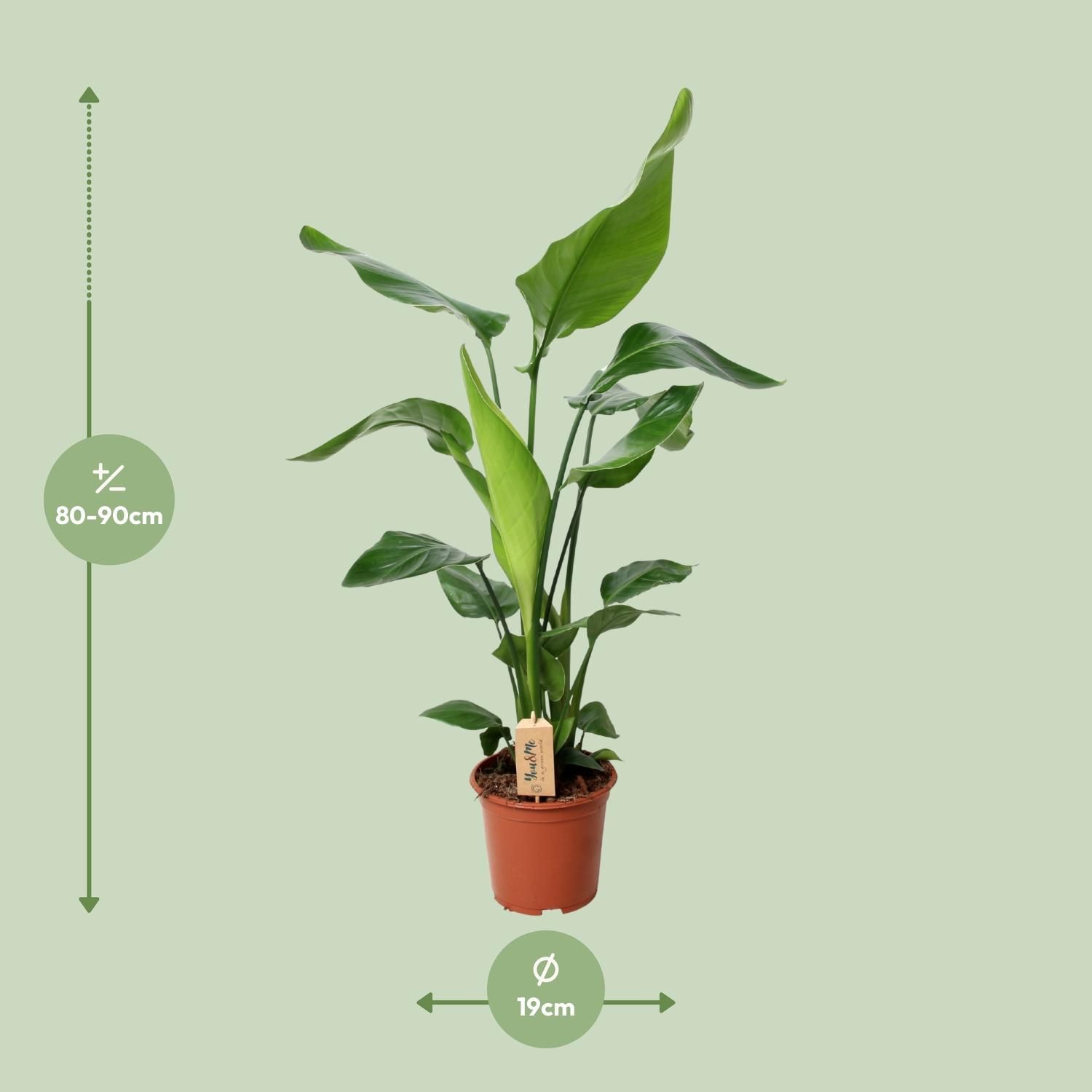 Strelitzia Nicolai - Exotische Paradiesvogelblume für Innenräume