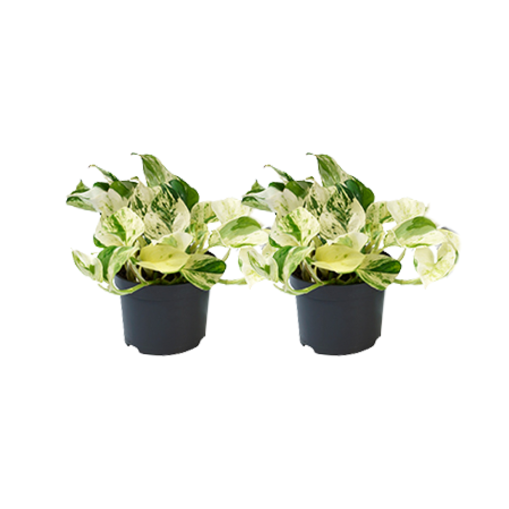Epipremnum Happy Leaf Zimmerpflanze