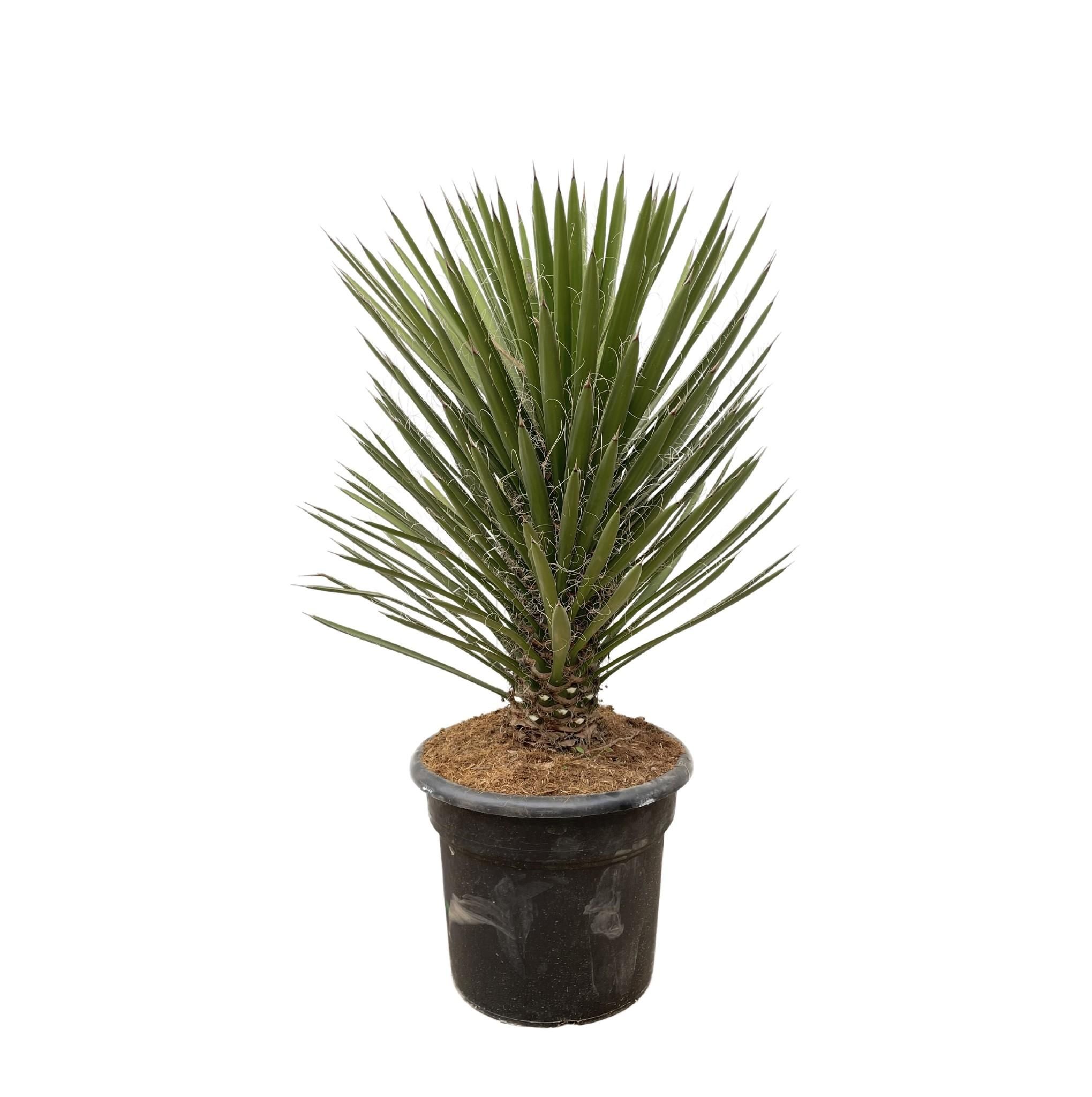 Yucca Filifera Australis – 120cm – Ø30 Topf