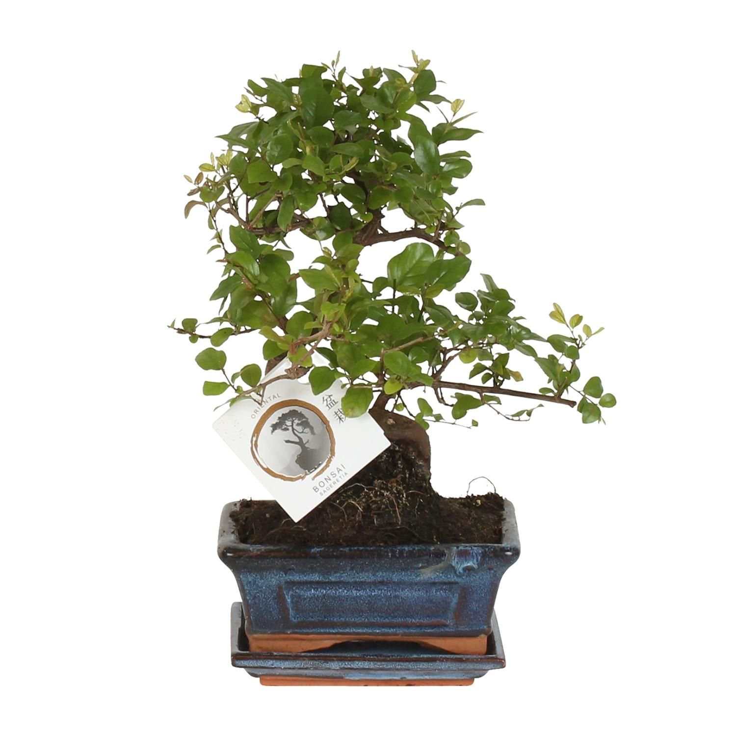 Bonsai Sageretia in S-Form