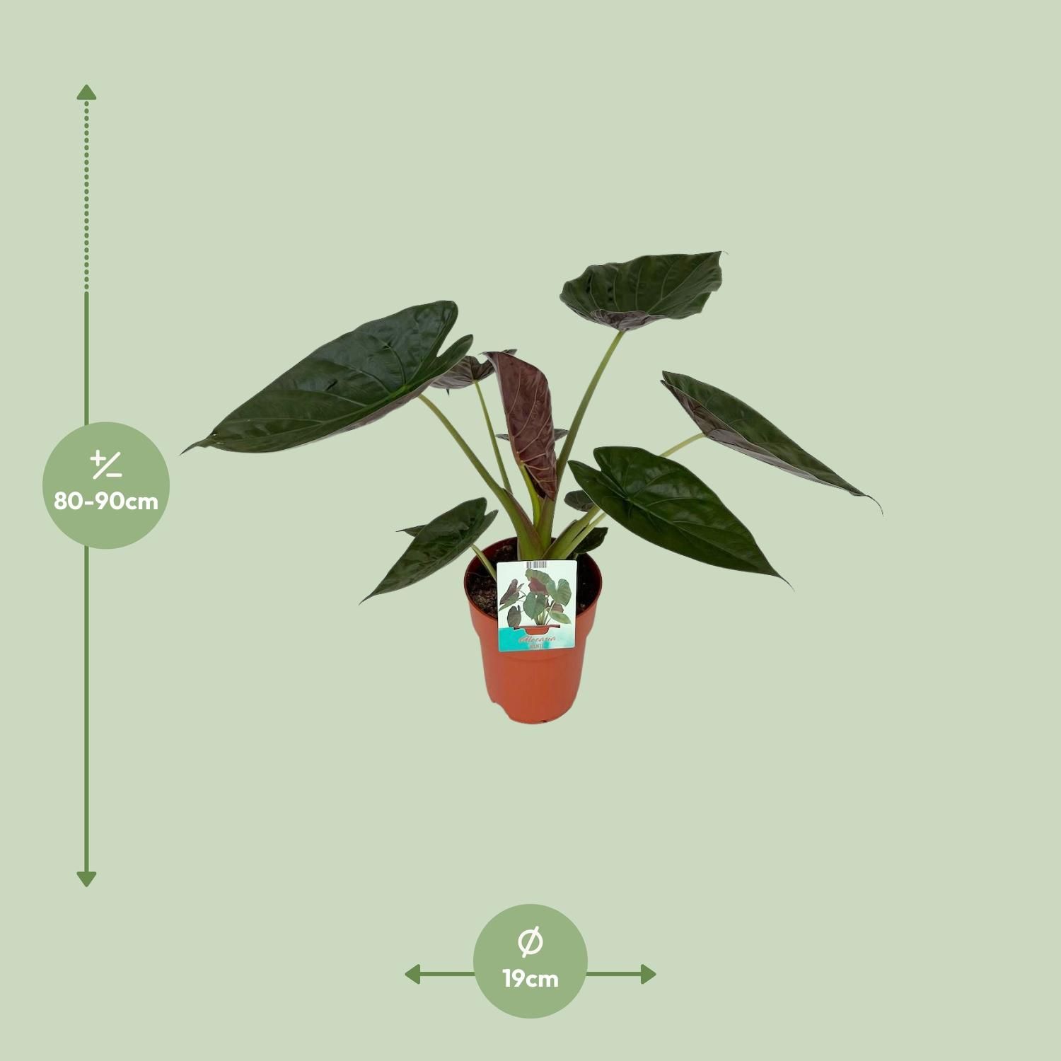 Alocasia Wentii Zimmerpflanze