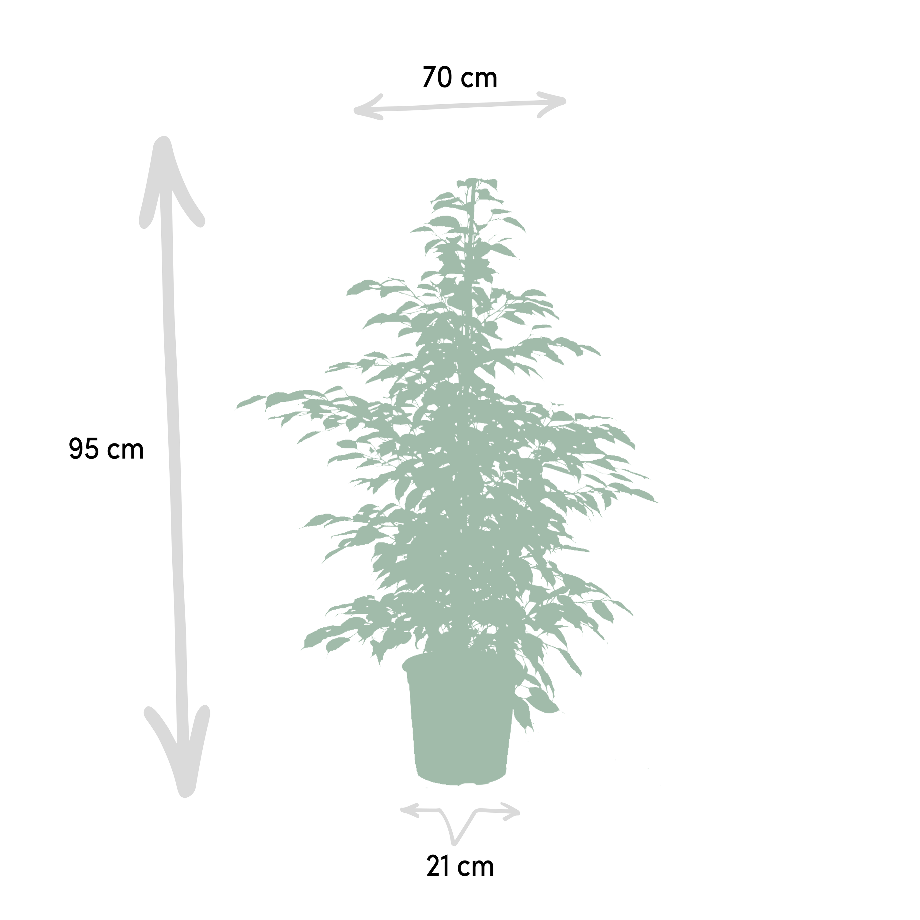 3 Ficus Benjamina & Microcarpa Mix – Groß – Ca. 95cm Hoch