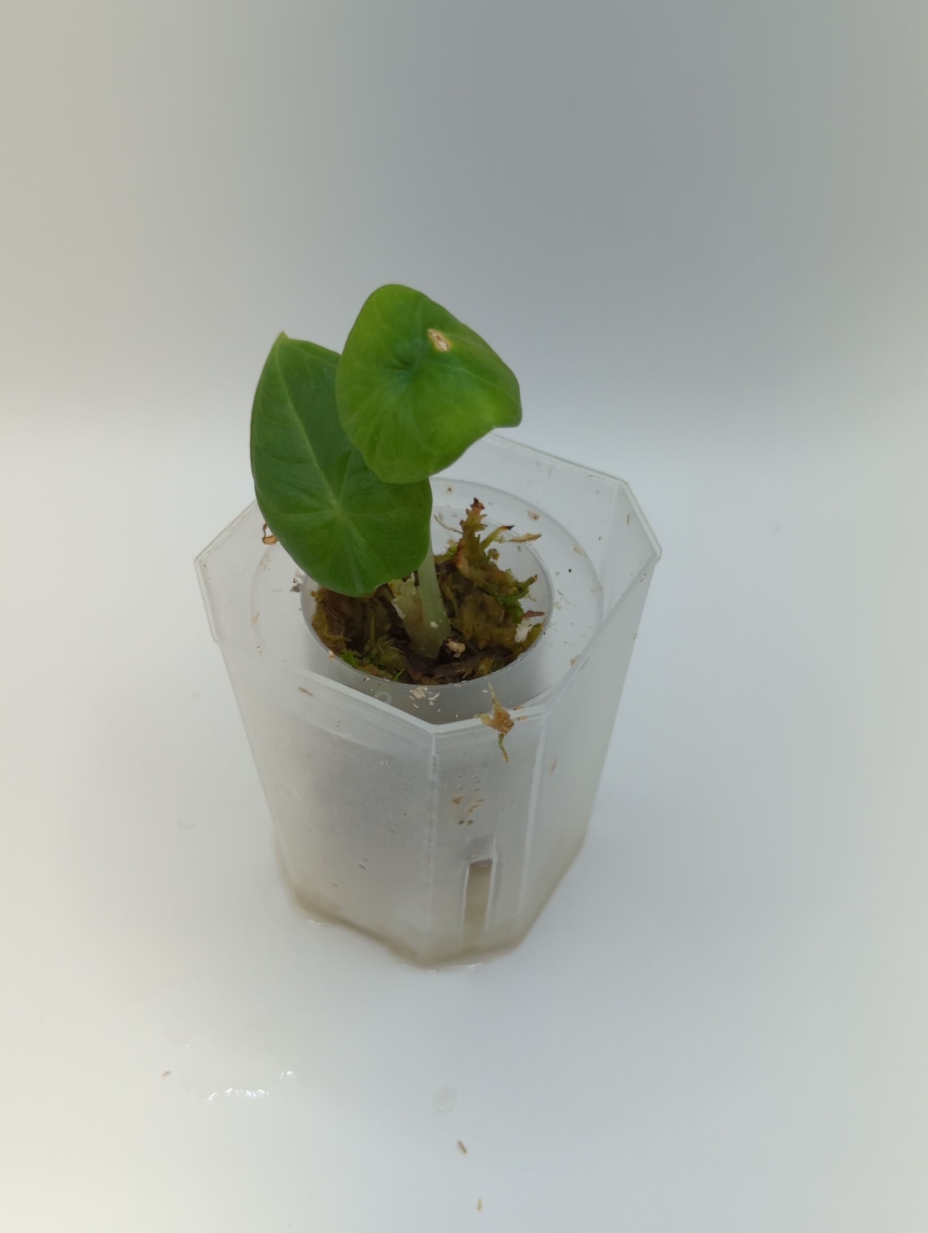 Alocasia maharani