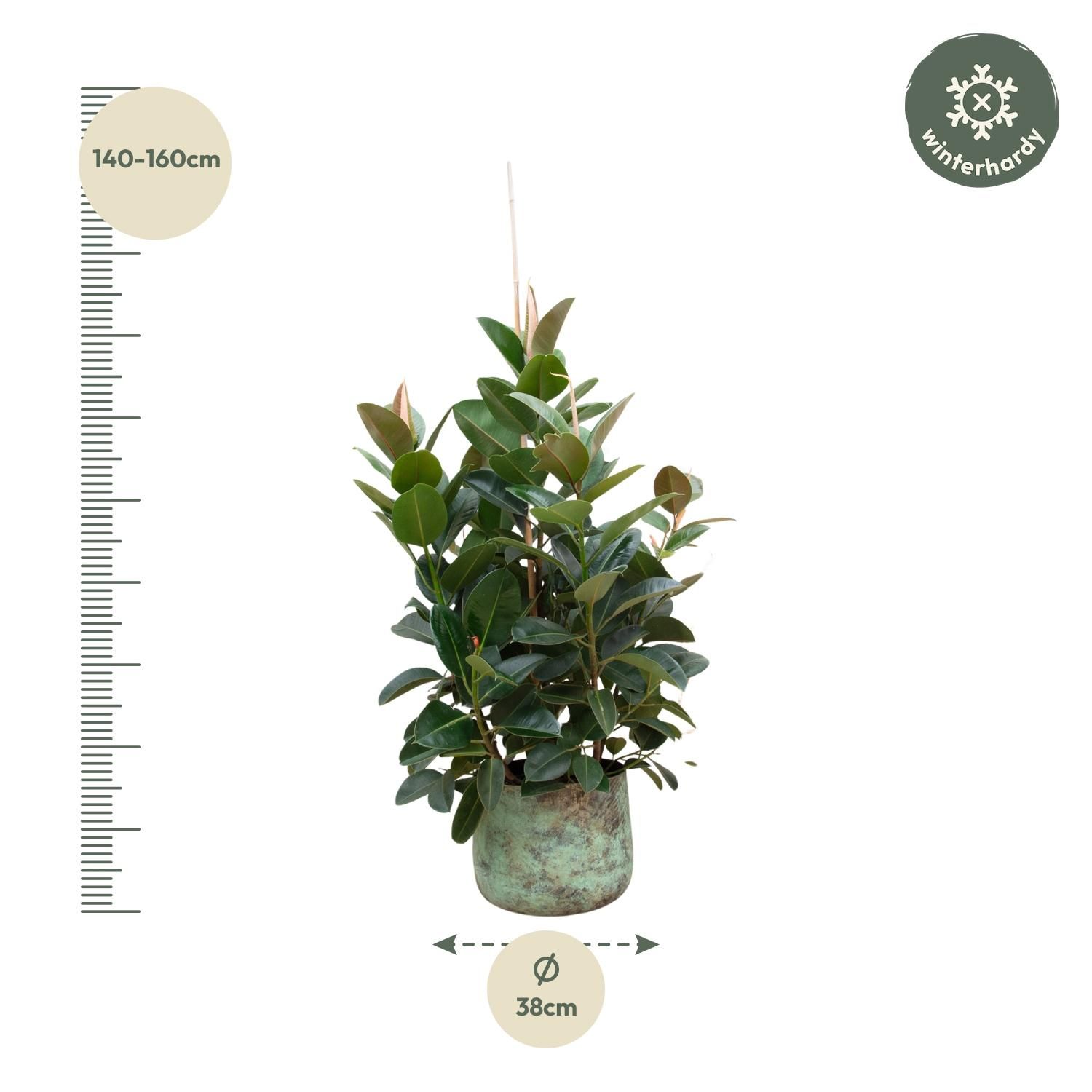 Ficus Robusta verzweigt Zimmerpflanze