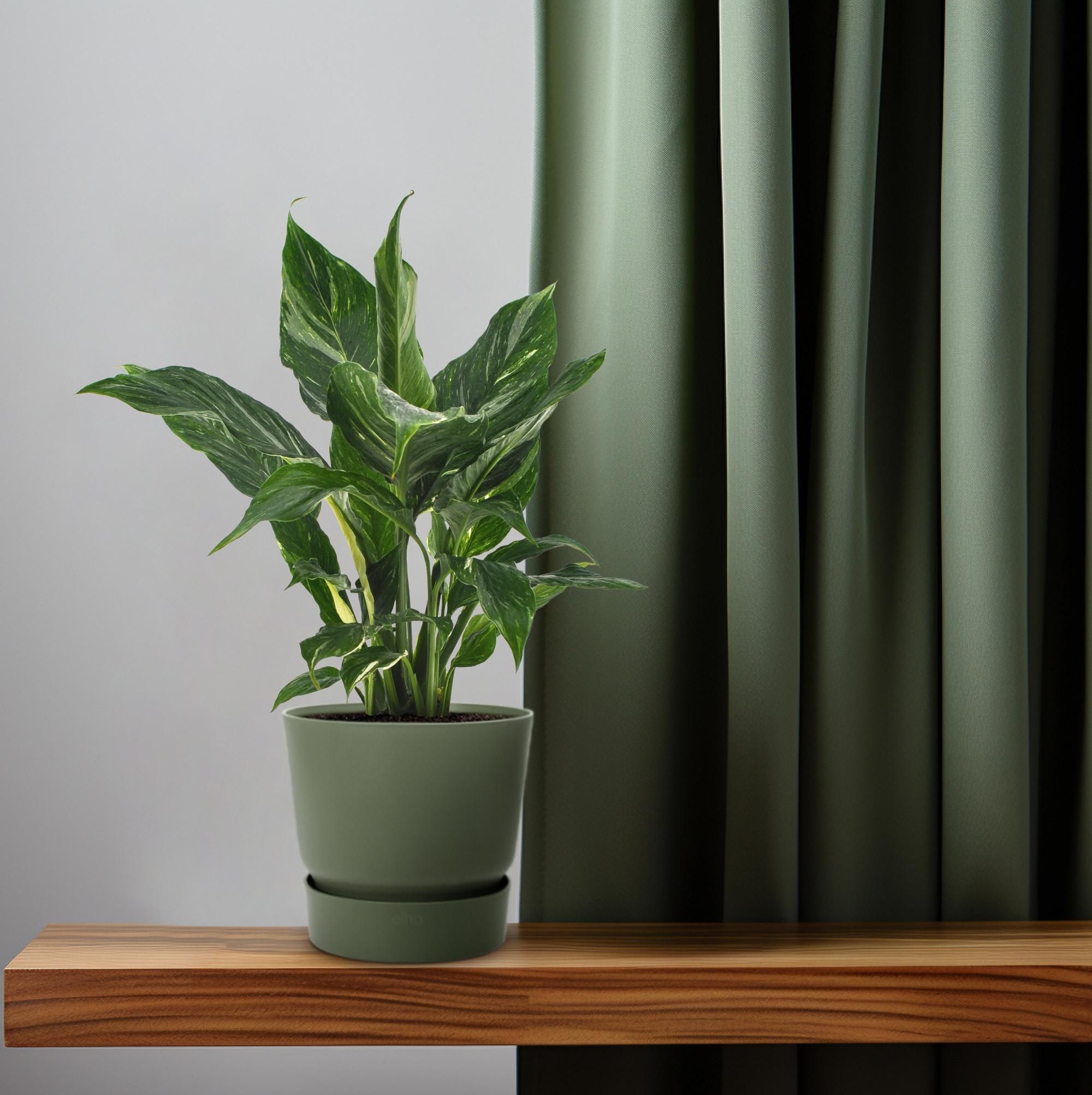 Friedenslilie Spathiphyllum – Elegante Zimmerpflanze