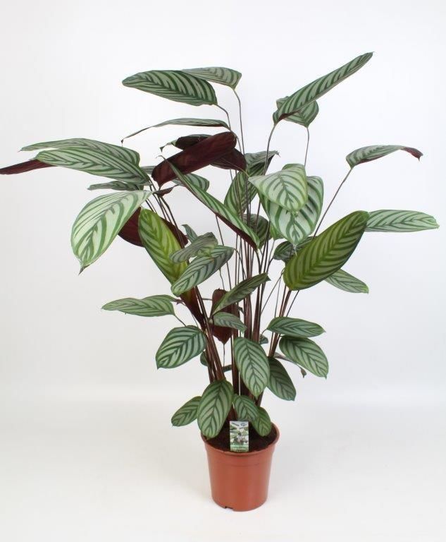 Ctenanthe Oppenheimiana Zimmerpflanze