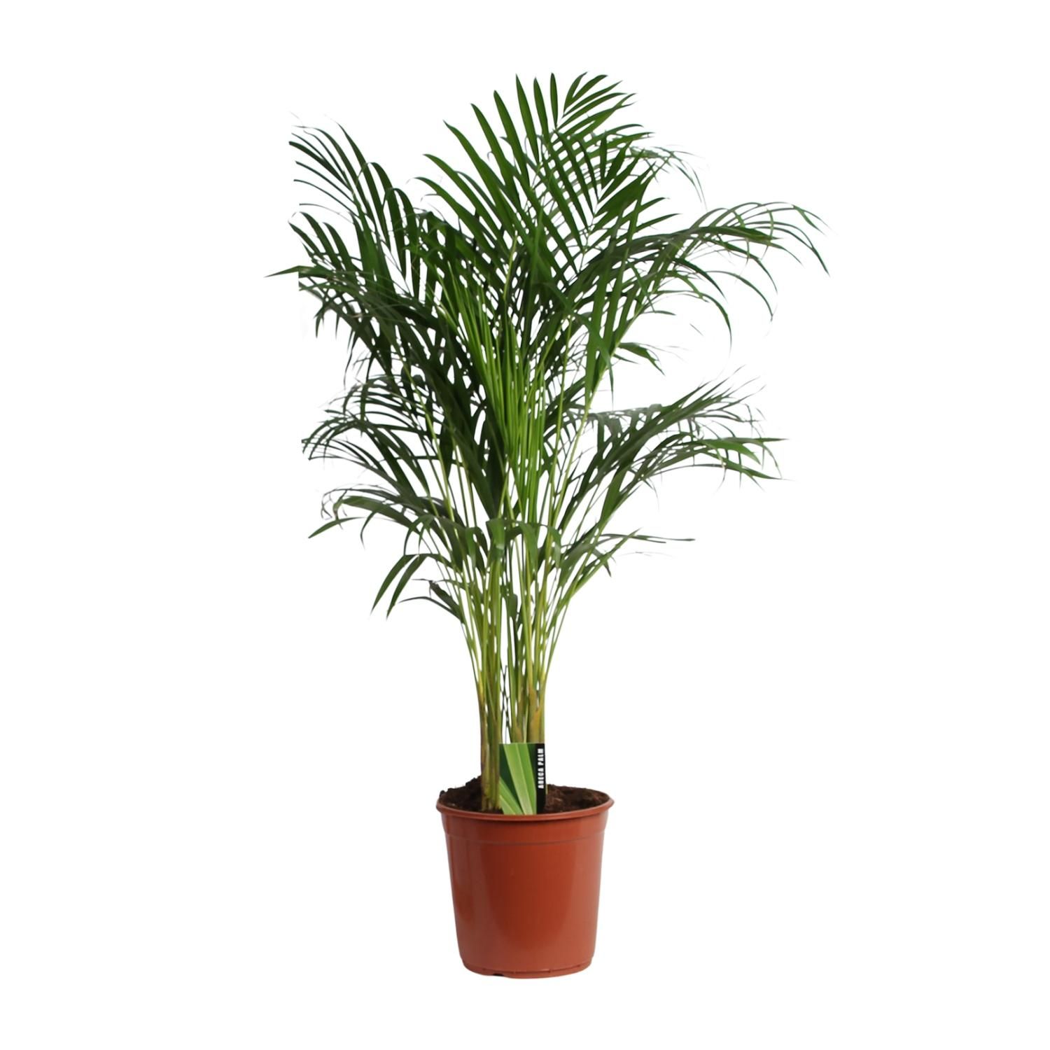 Areca Palme Dypsis Lutescens