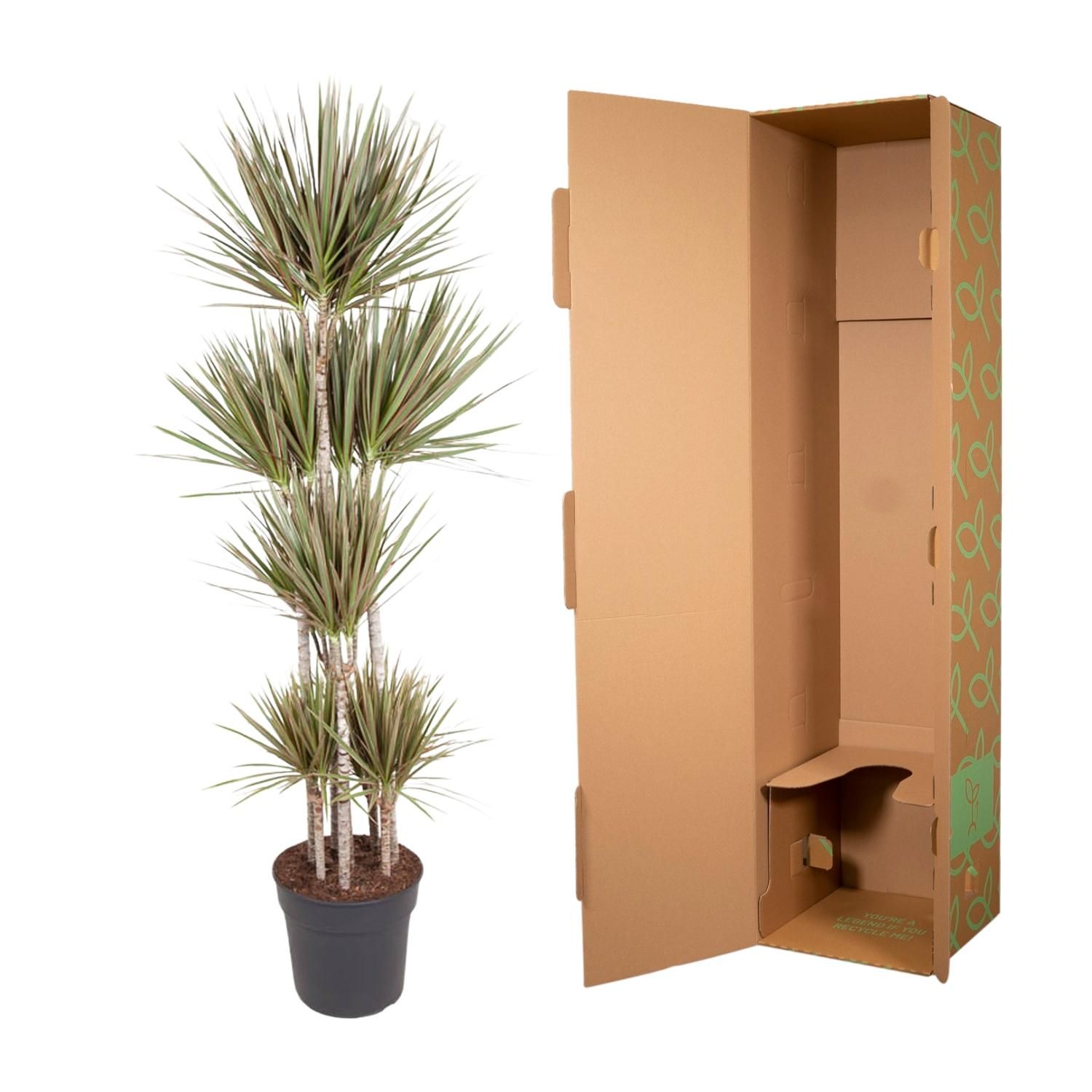 Dracaena Bicolor Carrousel Zimmerpflanze