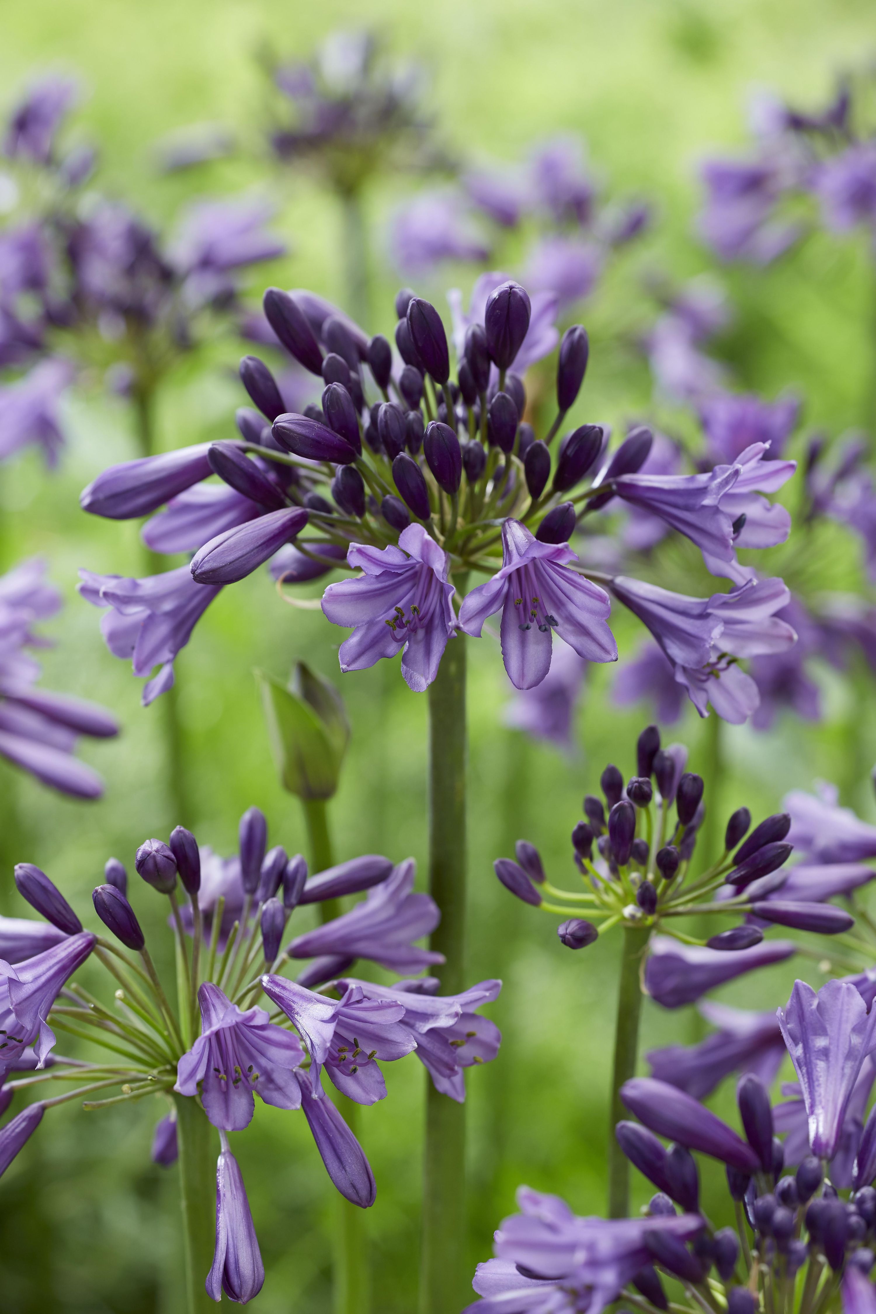 Agapanthus Poppin Purple mit intensiven lila Blüten