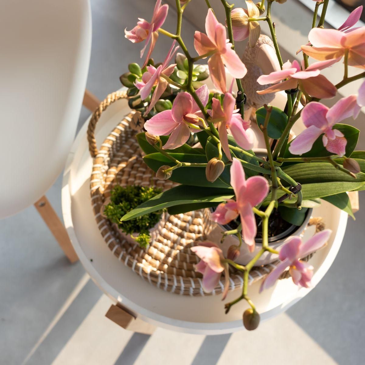 Phalaenopsis Orchidee Treviso in Altrosa