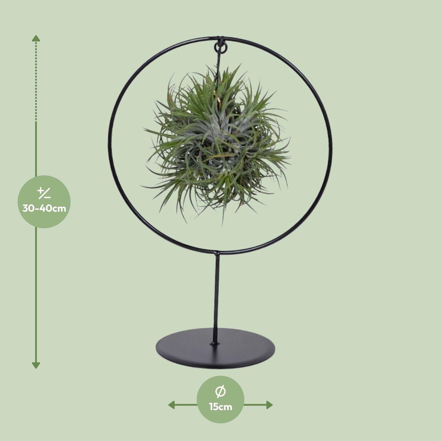 Tillandsia Ring Mix Luftpflanze