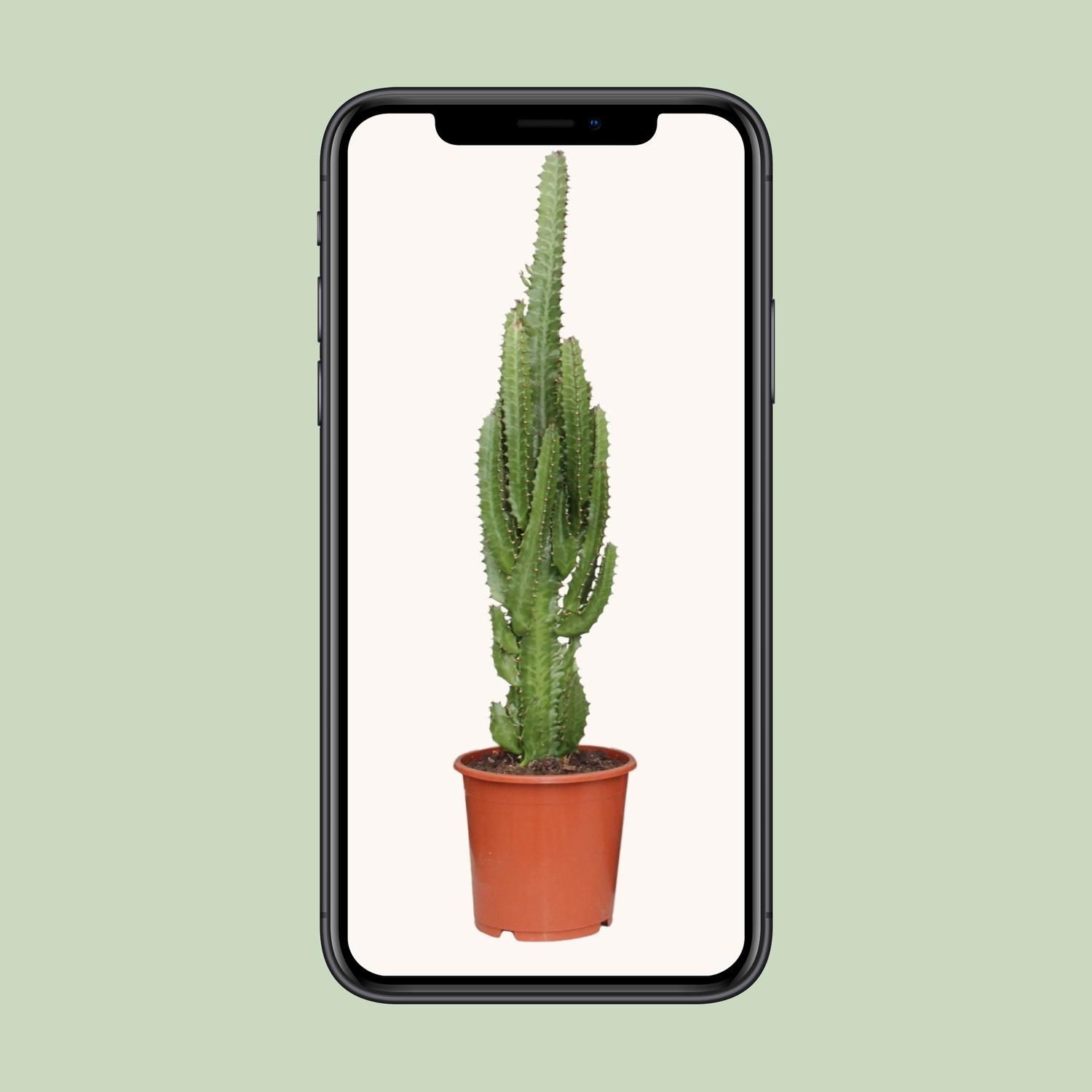 Euphorbia Trigona Sukkulente Zimmerpflanze