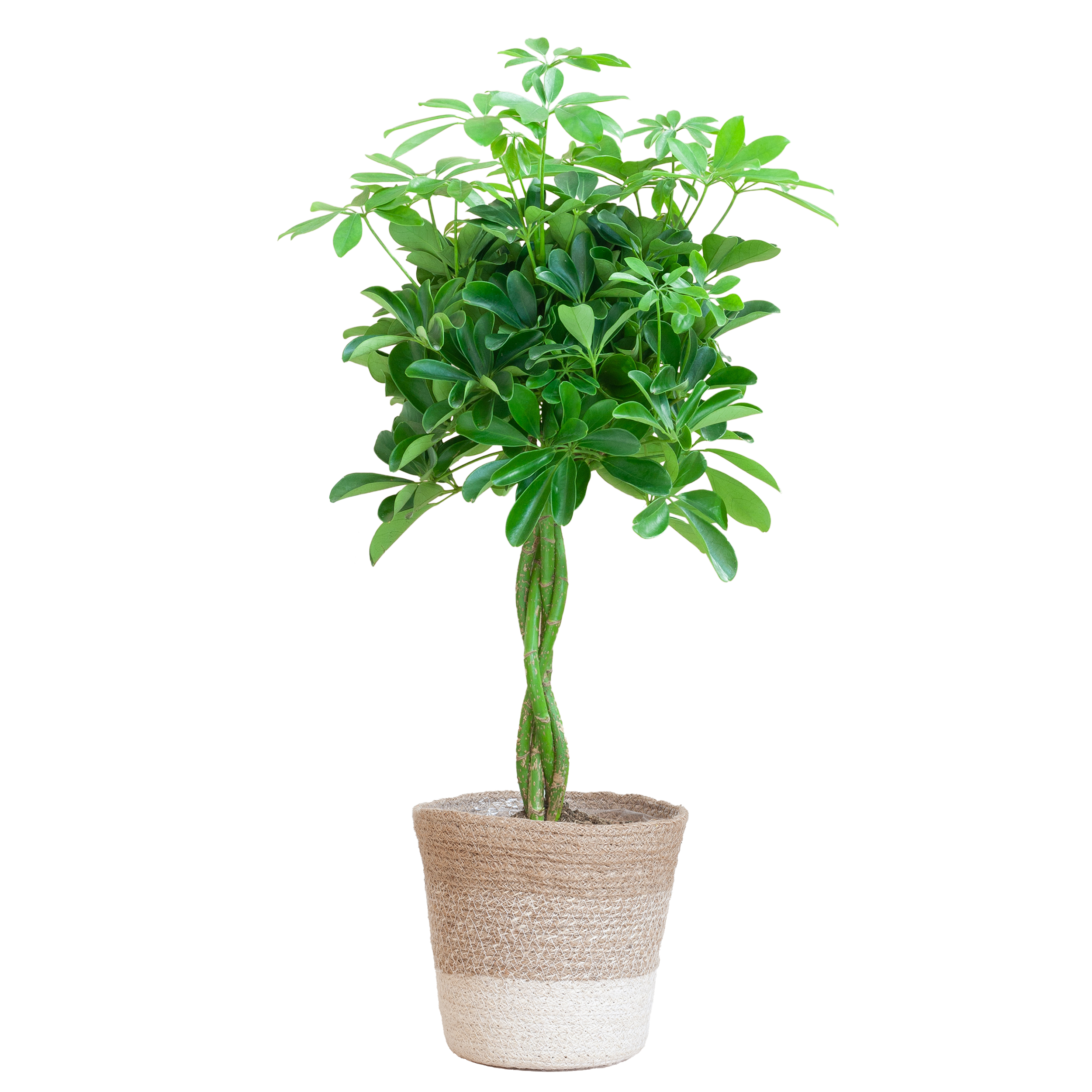 Schefflera Nora Zimmerpflanze mit weißem Jute-Pflanzkorb