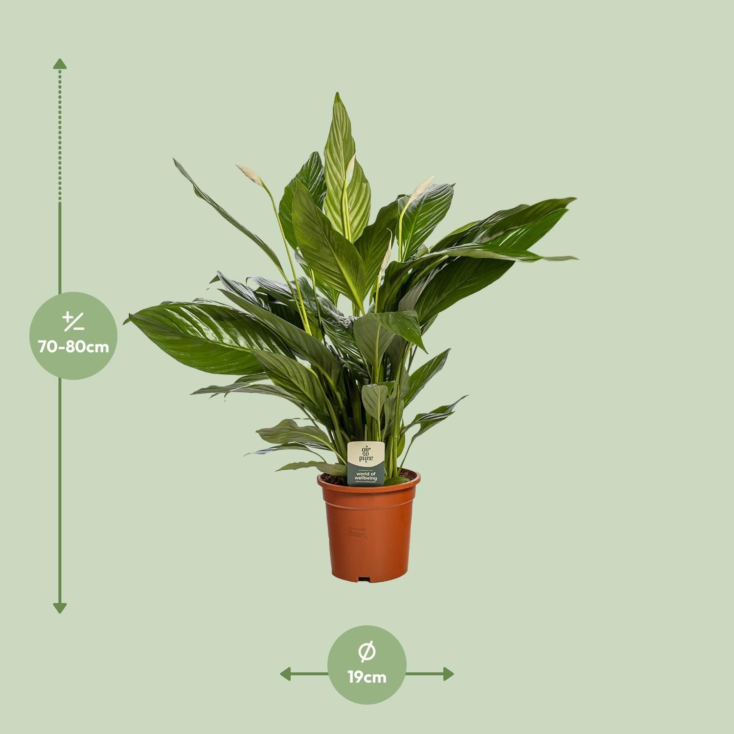 Spathiphyllum Bingo Cupido Zimmerpflanze