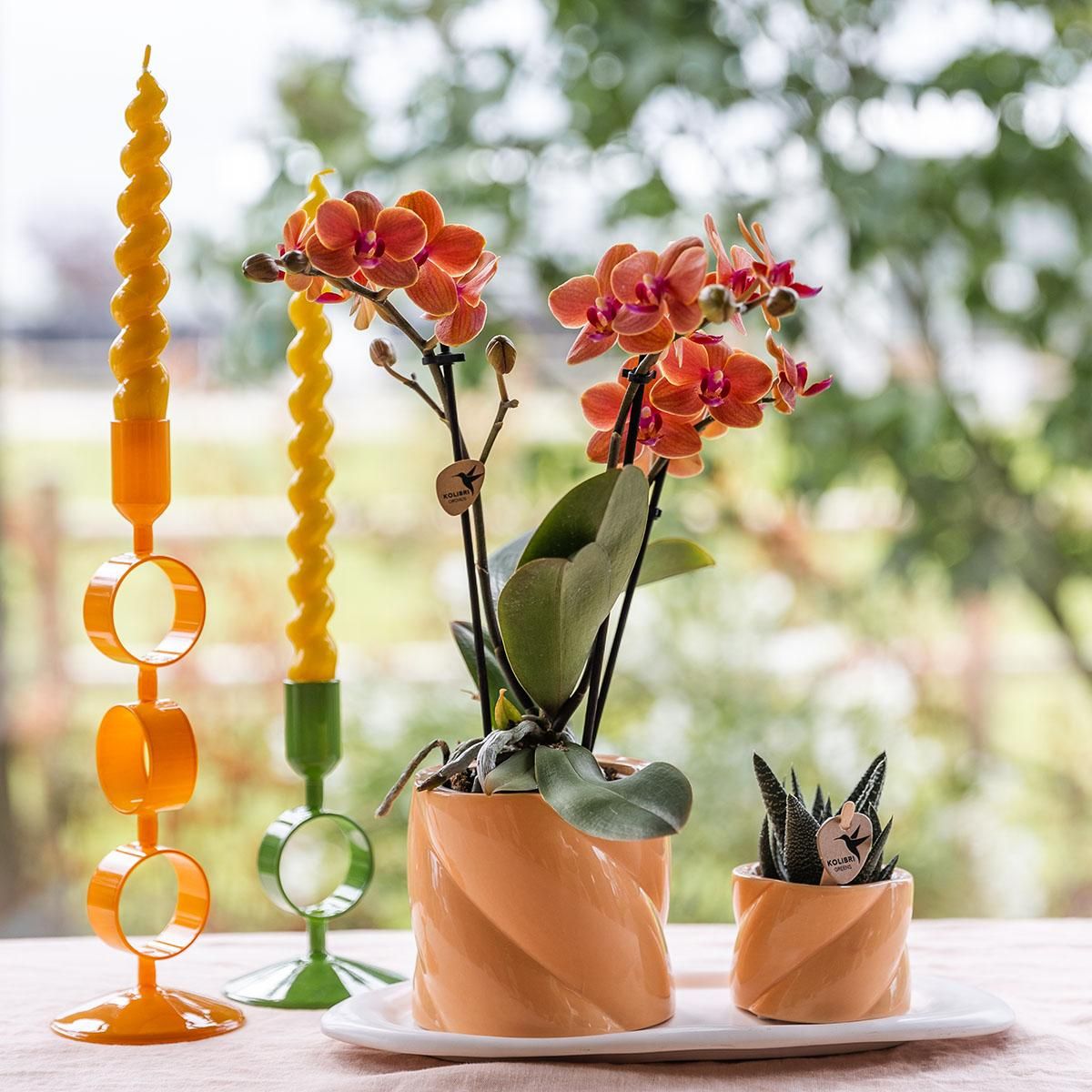 Geschenkset Optimismus kleiner Pfirsich – Grünpflanze & orange Phalaenopsis – Candy Töpfe & weißes Tablett