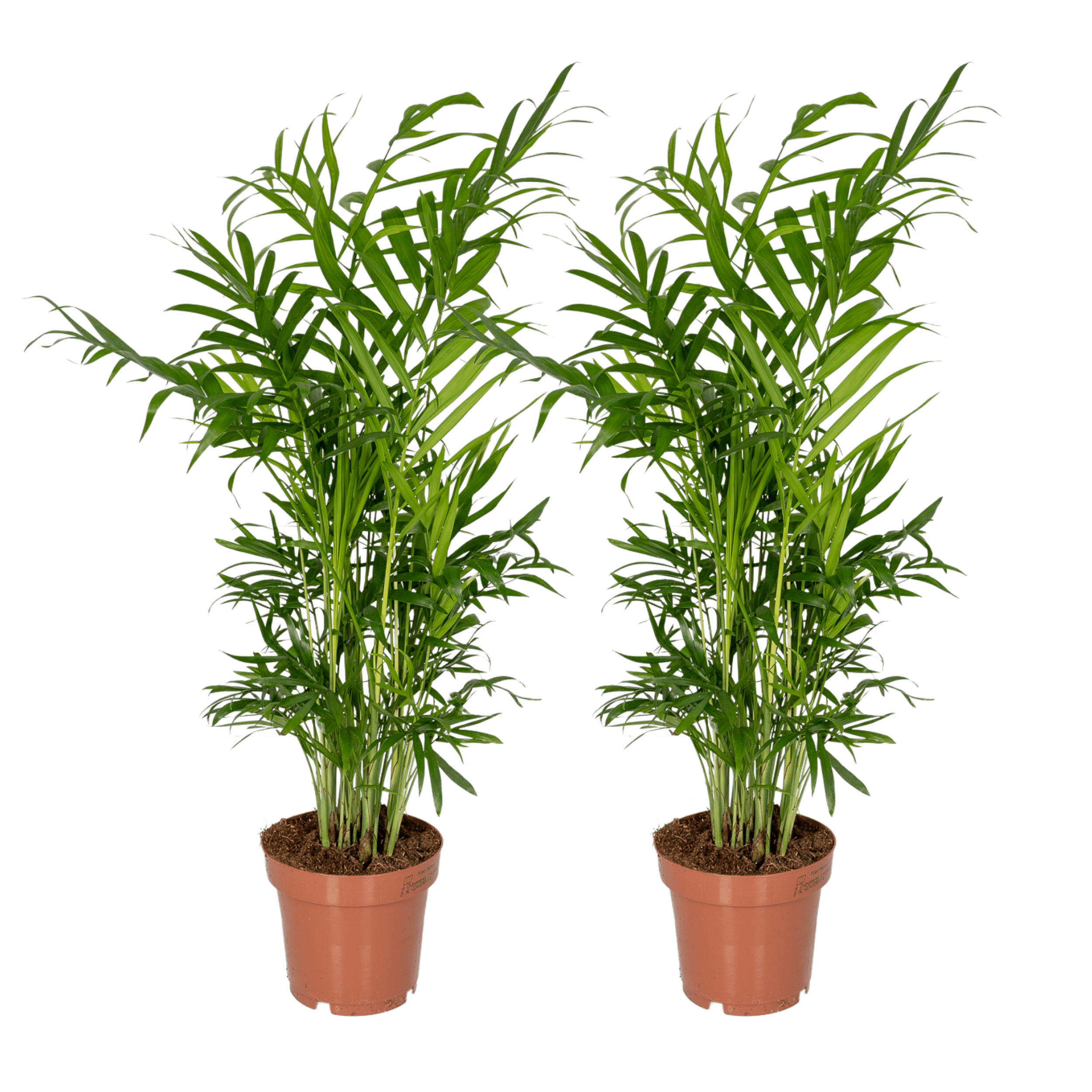 Chamaedorea Elegans - Elegante Mexikanische Bergpalme