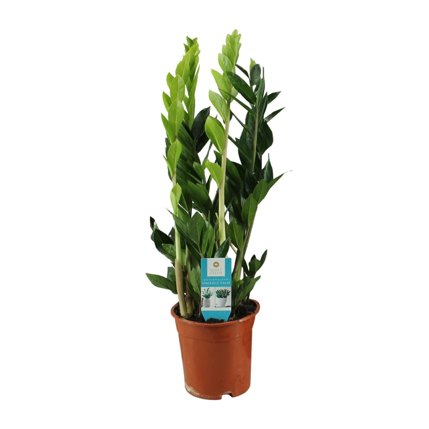 Zamioculcas Zimmerpflanze - pflegeleicht und elegant