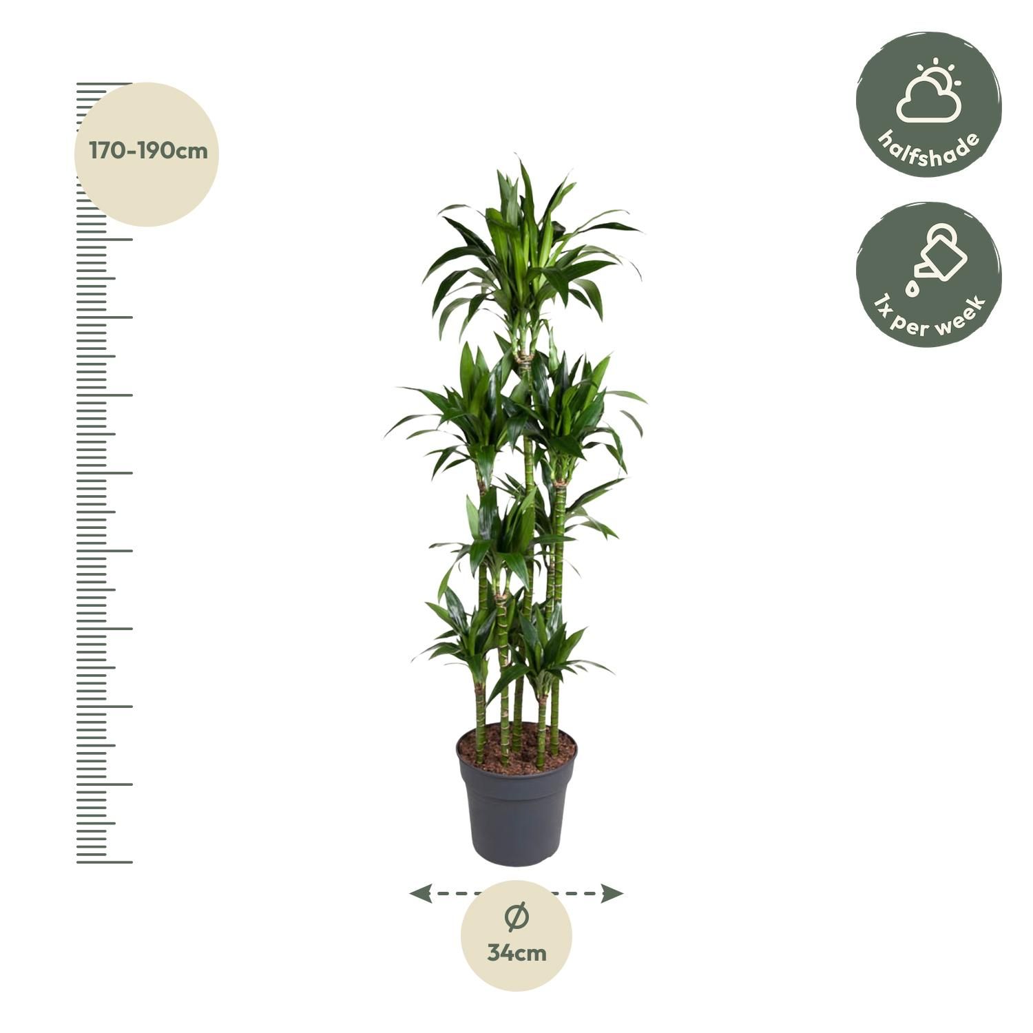 Dracaena Janet Craig Carrousel - Elegante Zimmerpflanze mit glänzenden Blättern