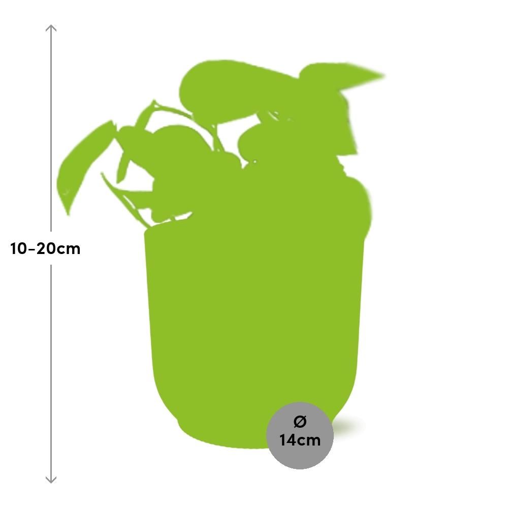Scindapsus Pictus 'Trebie' Pflanze
