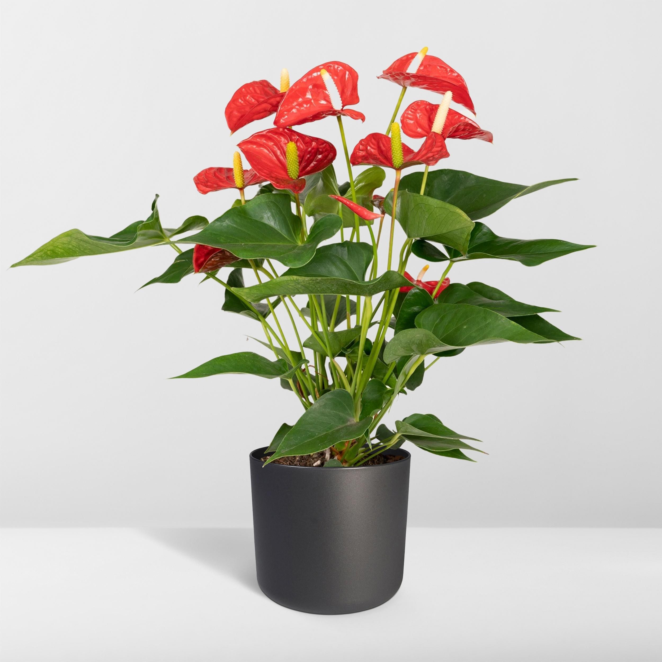 Anthurium Rote Zimmerpflanze mit prächtigen Blüten