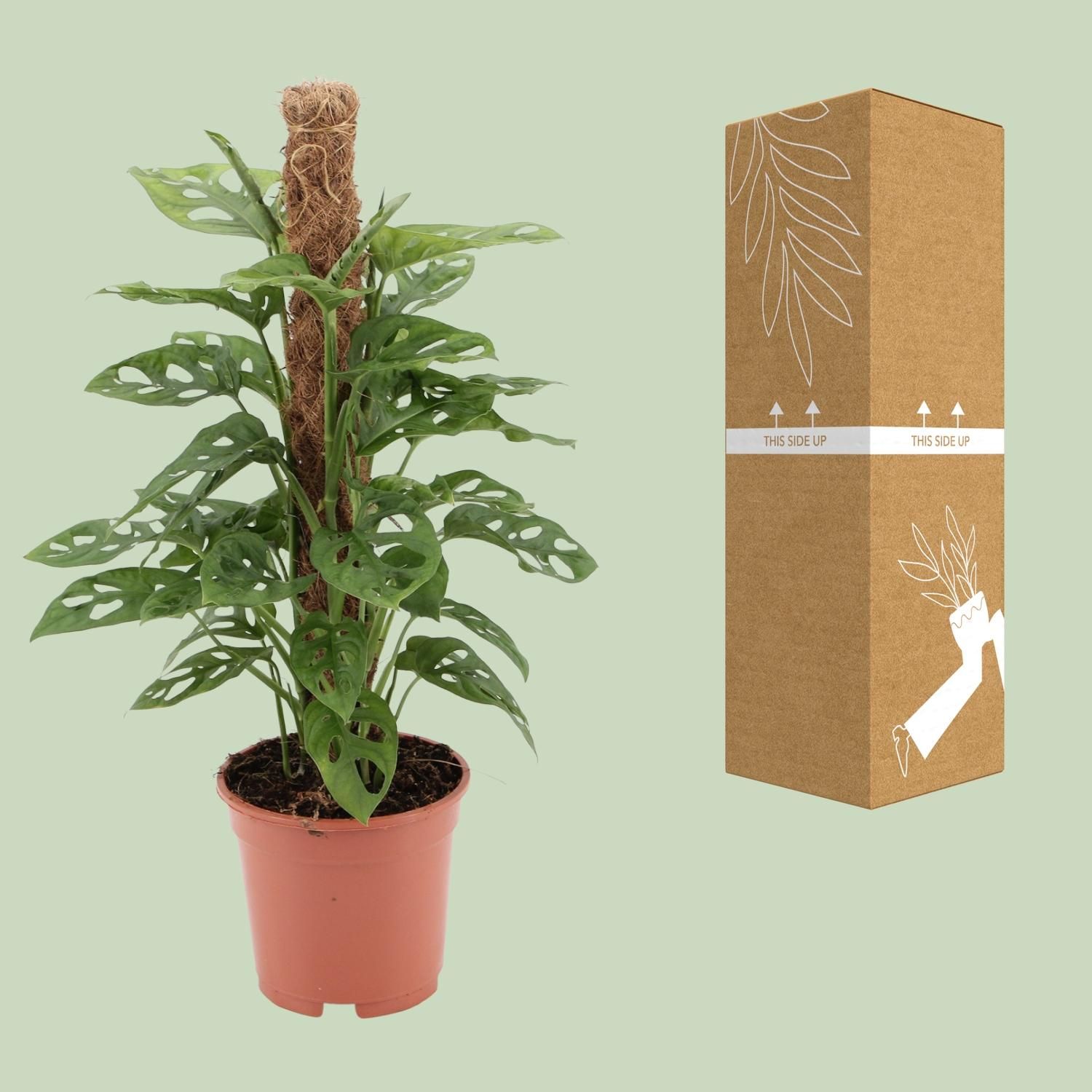 Monstera - Tropische Schweizer Käse Pflanze