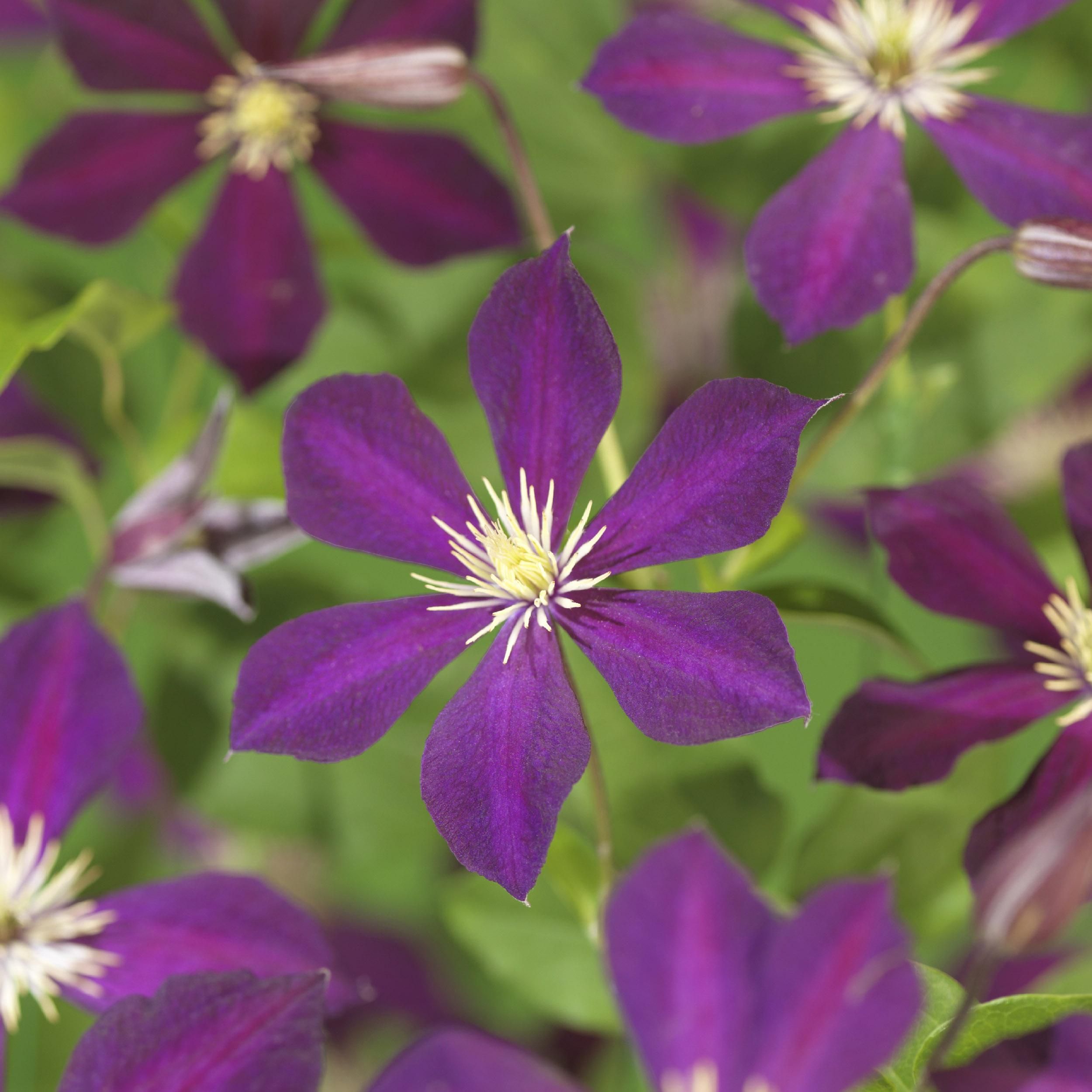 Clematis Mikelite – Lila Blüten – Wenig Pflege – 2 Pflanzen