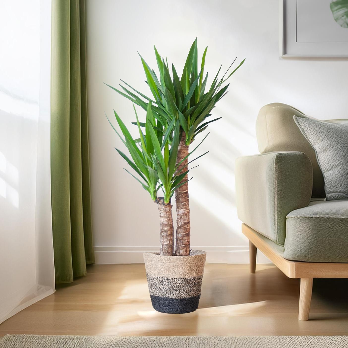 Yucca Elephantipes mit Korb Lissabon – ände – 90cm