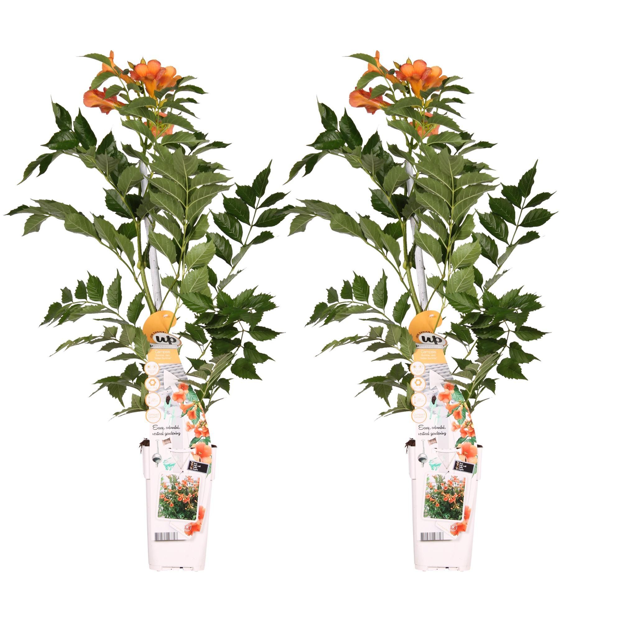 Campsis 'Indian Summer' – Trompetenblume – Schnellwüchsig & Pflegeleicht