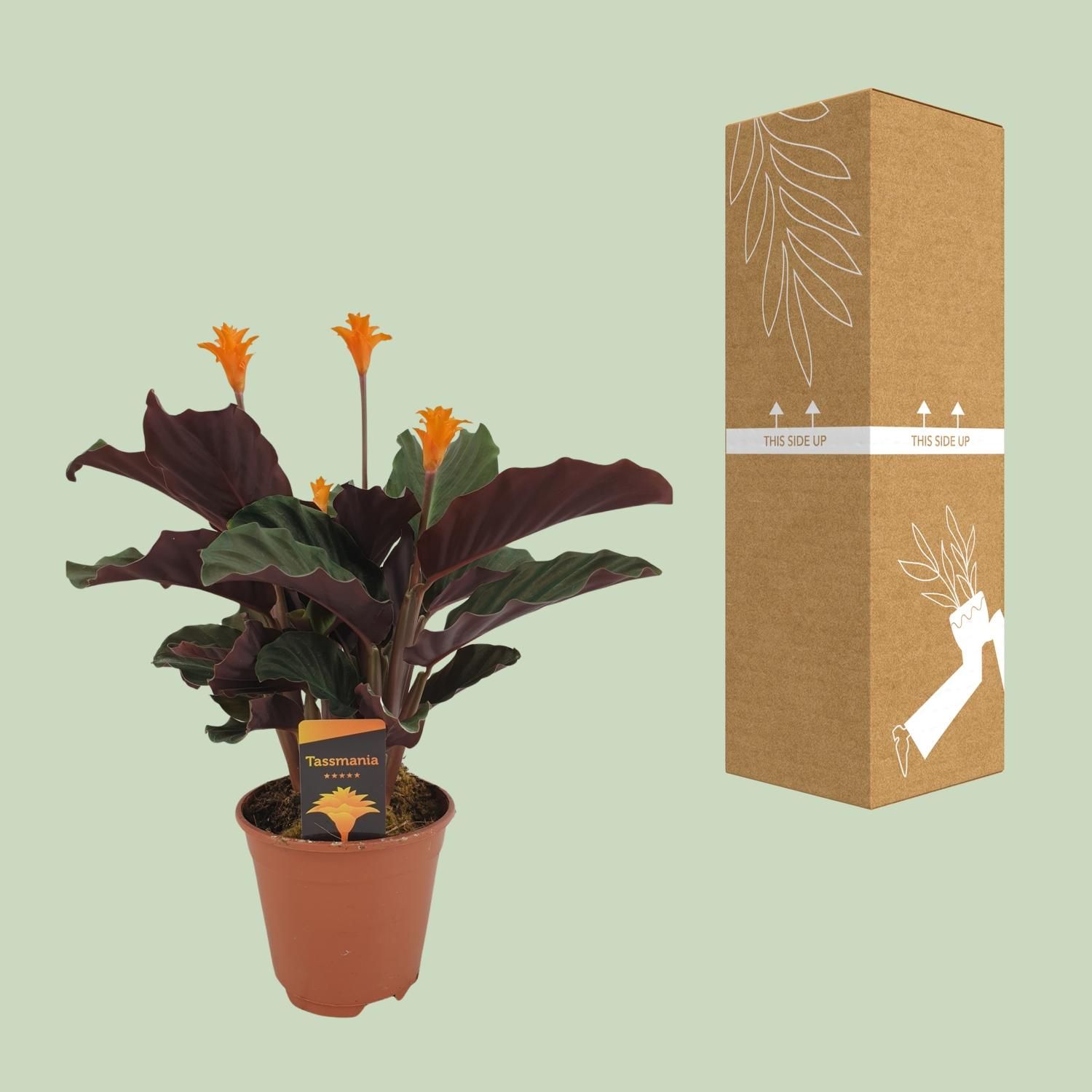 Calathea Crocata Zimmerpflanze mit buntem Laub