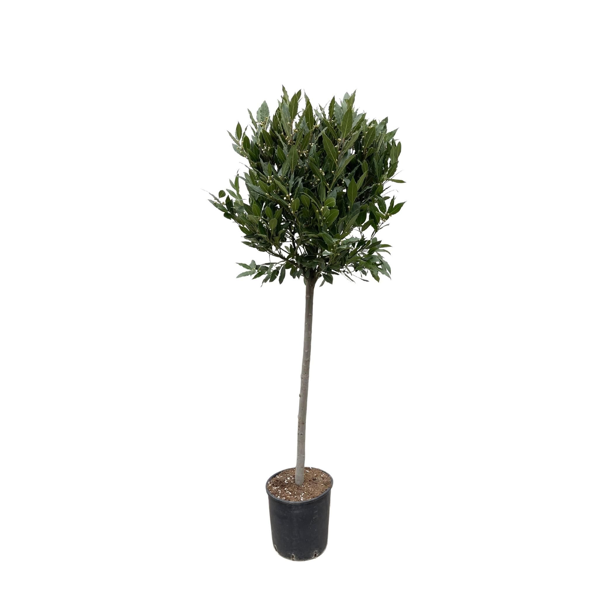 Lorbeerbaum Laurus Nobilis