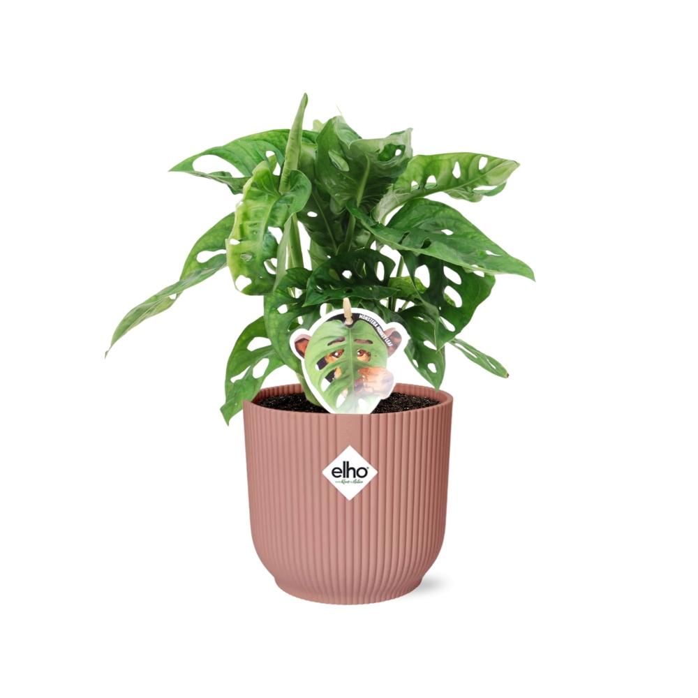 Monstera Monkey Leaf Zimmerpflanze