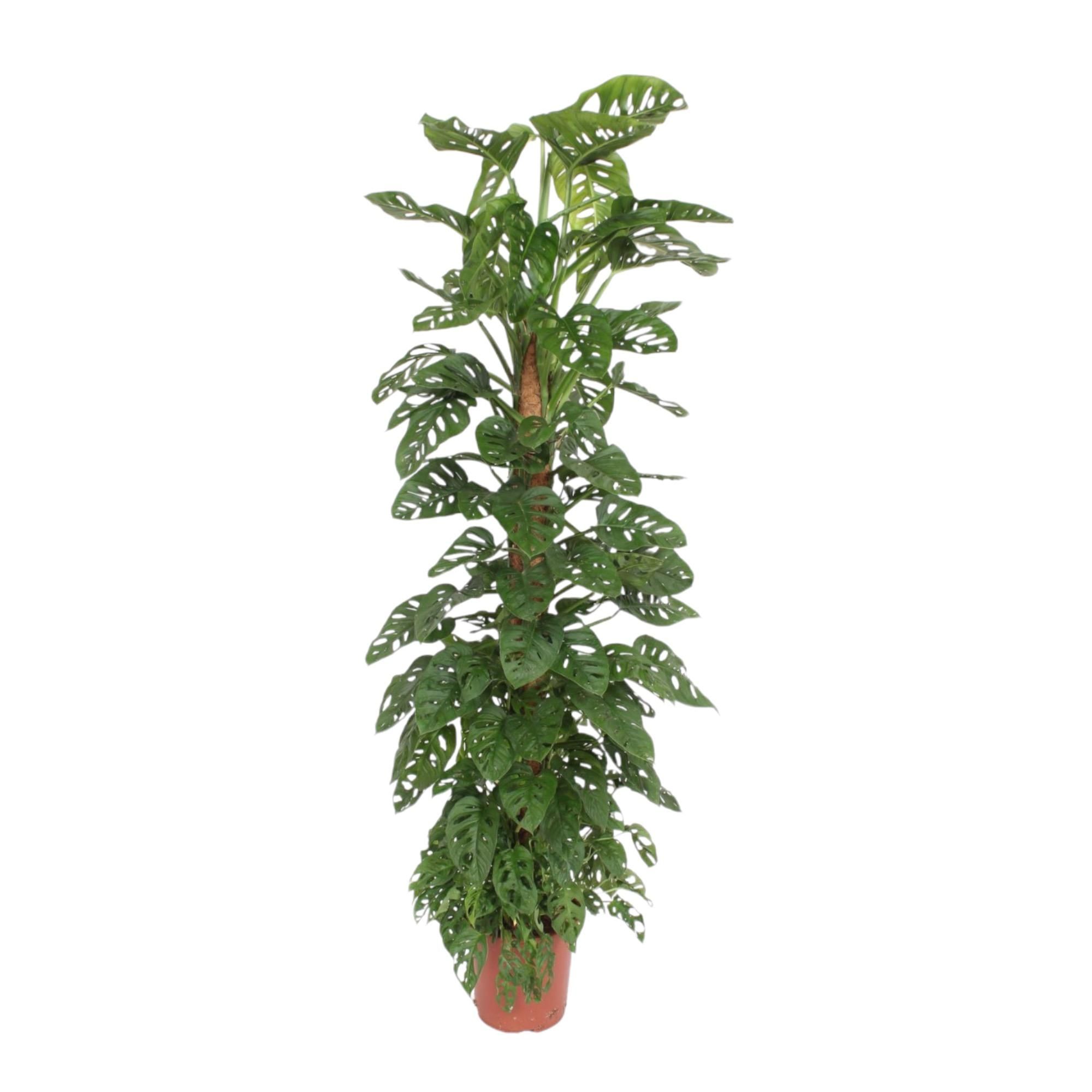 Monstera Monkey Leaf XXL Zimmerpflanze