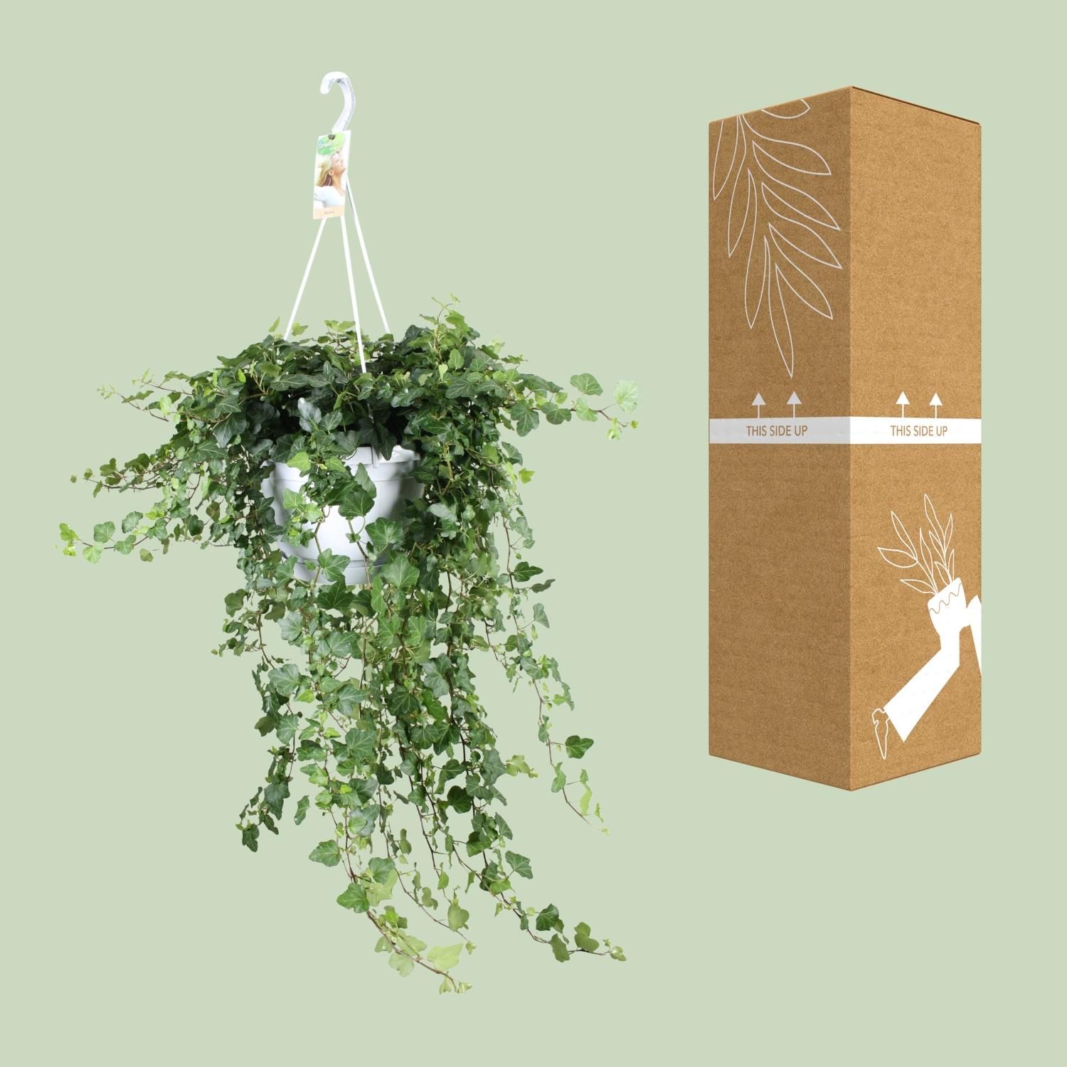 Hedera Wonder Green – Eleganter pflegeleichter Efeu
