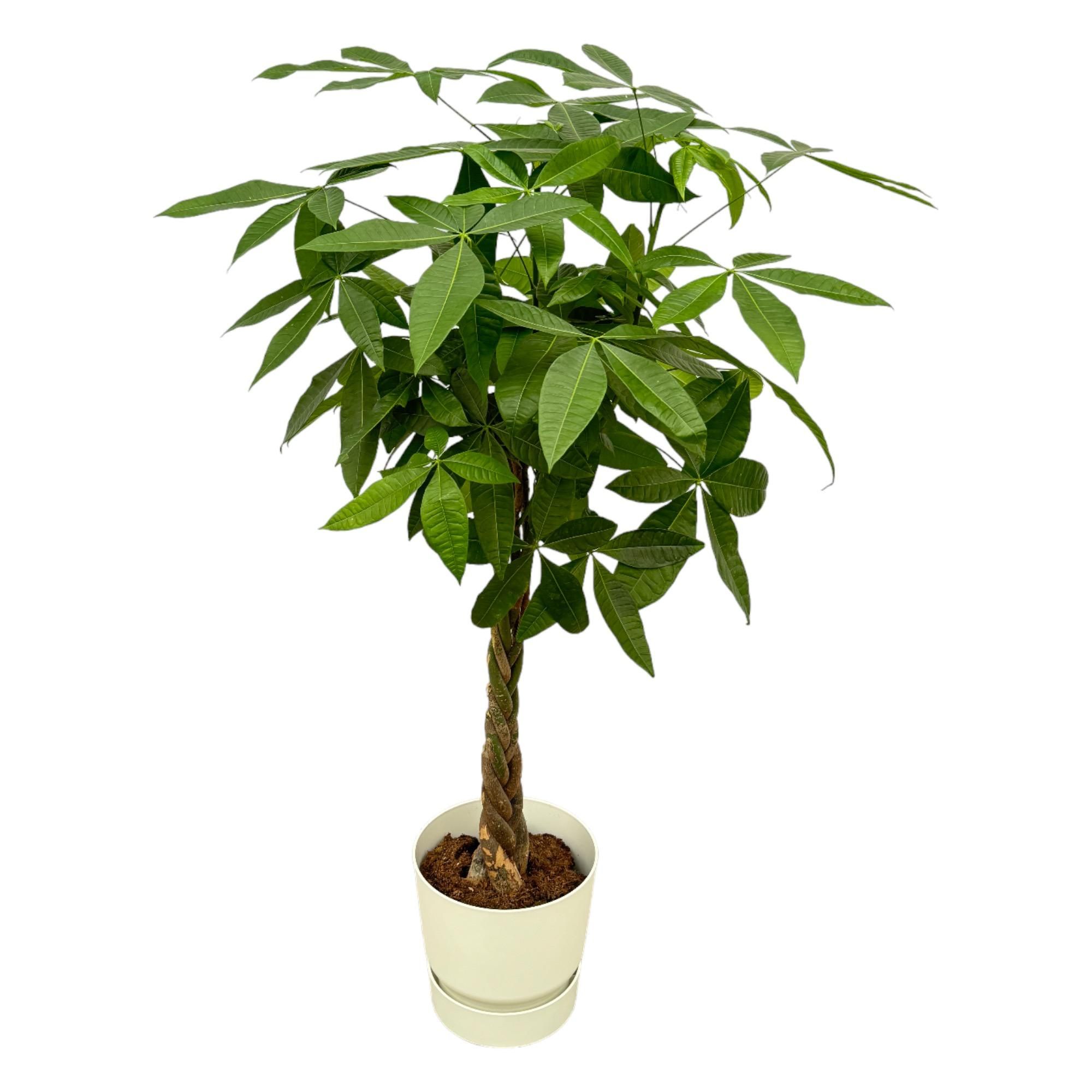 Pachira Aquatica Geldbaum mit elegantem weißen Übertopf