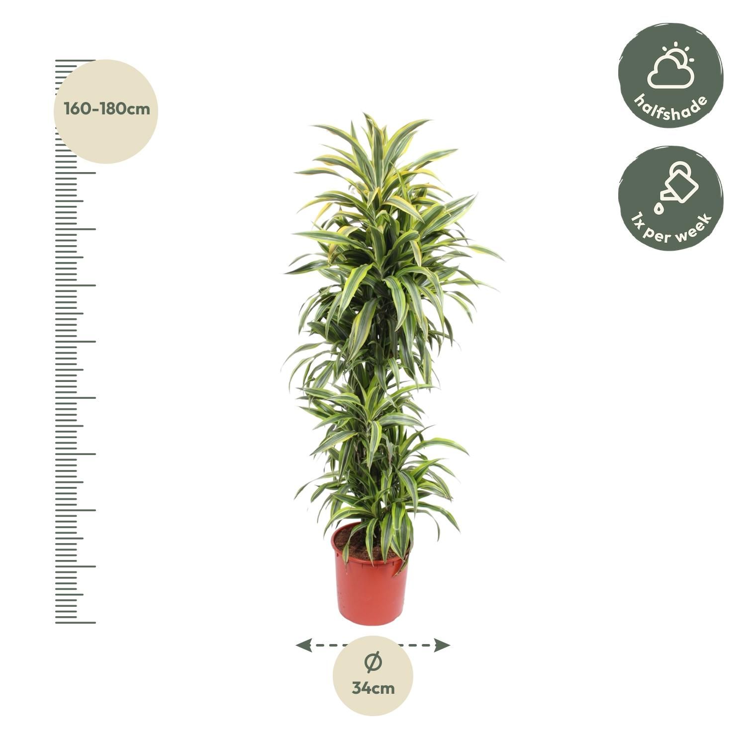 Dracaena Lemon Lime Zimmerpflanze