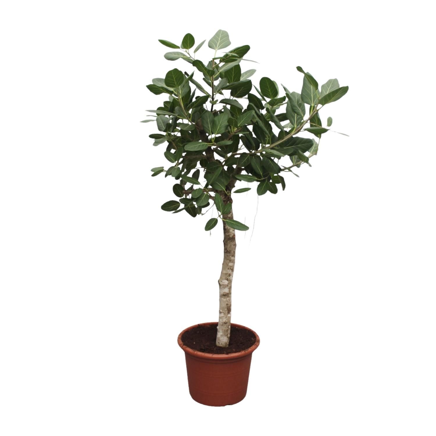 Ficus Benghalensis Zimmerpflanze