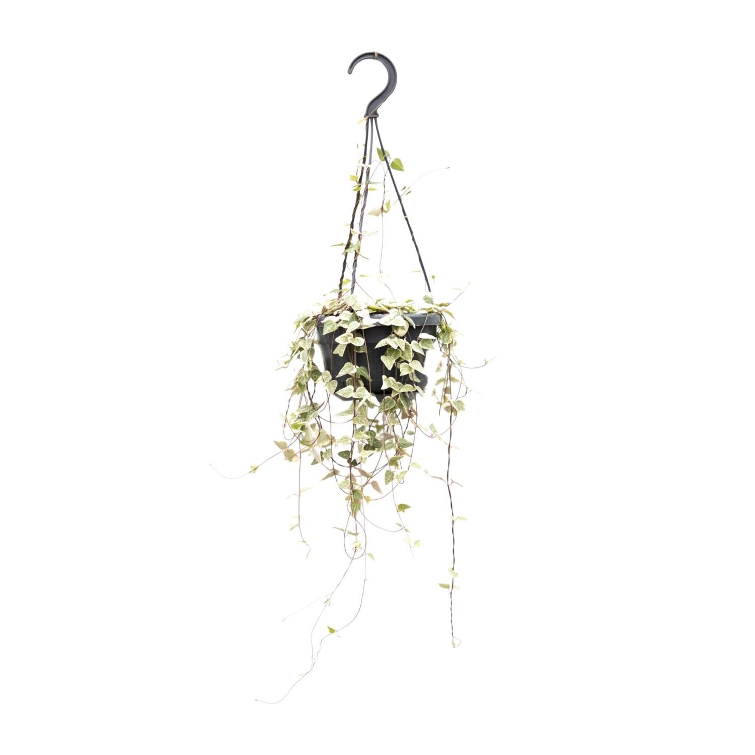 Ceropegia Woodii – Charmante Herzchenpflanze für den Innenbereich