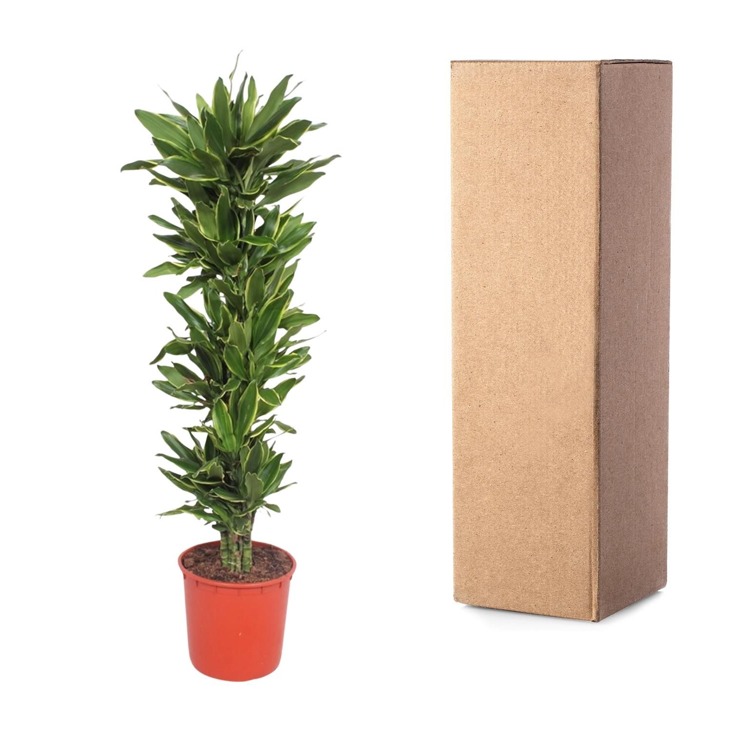 Dracaena Golden Coast Zimmerpflanze