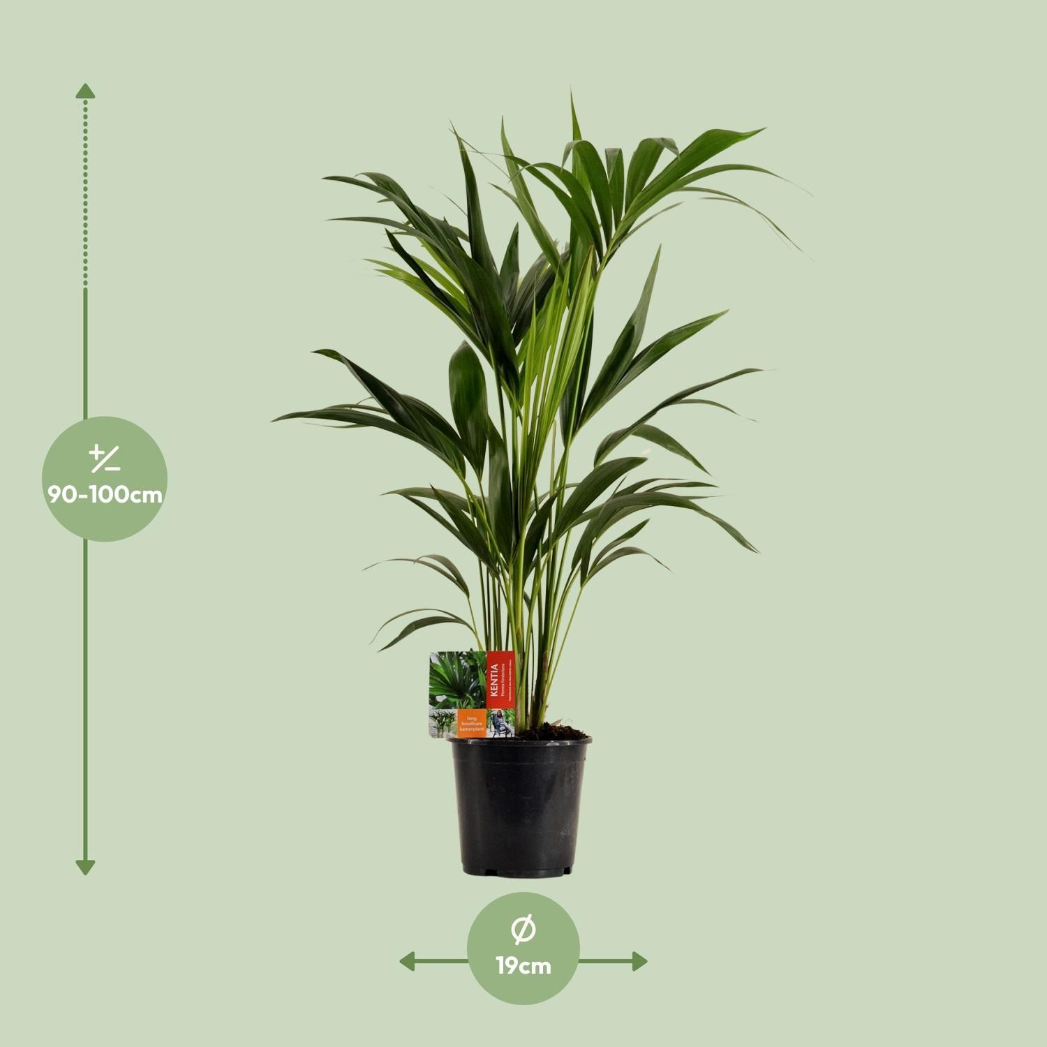 Kentia Palme Howea Forsteriana