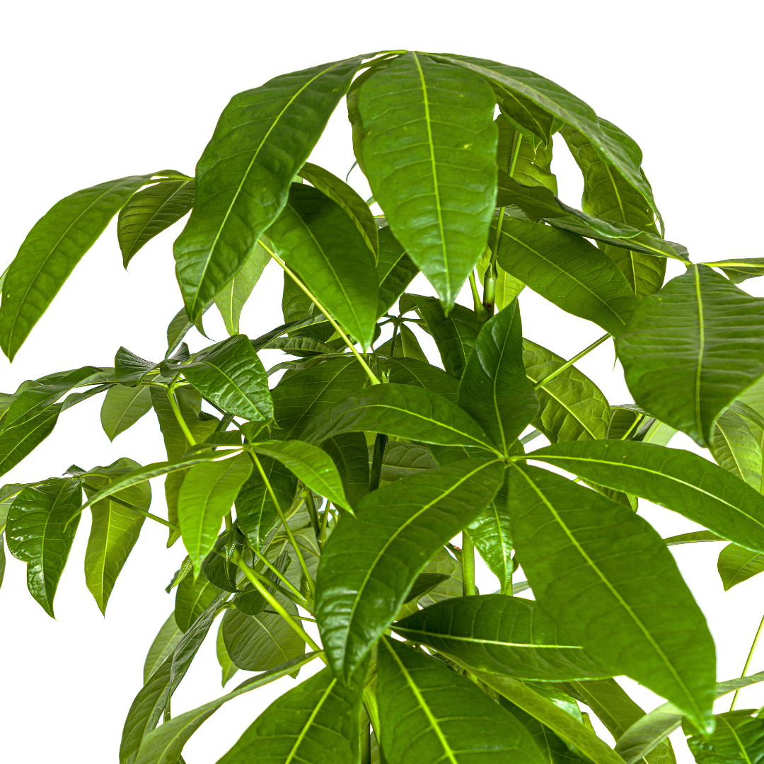 Pachira Aquatica Ø30cm – Höhe 160-180cm | Topfgröße | Pflegeleicht